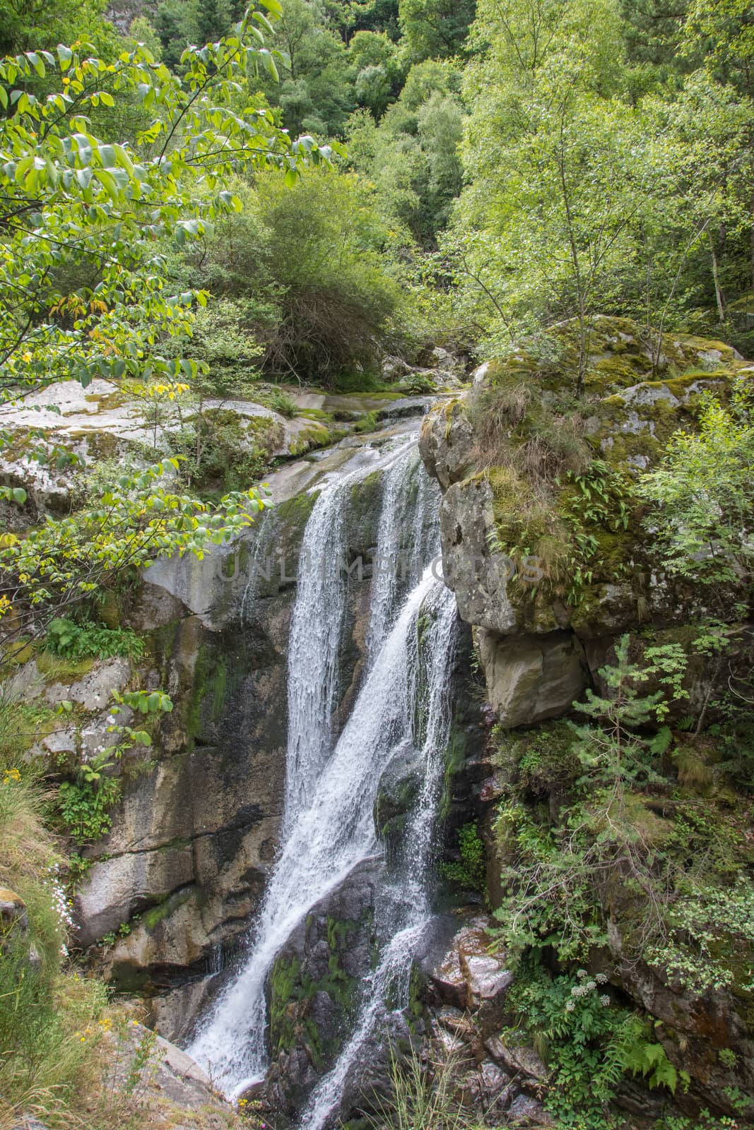 discovery of the eastern Pyrenes, its fauna and flora, region of France
