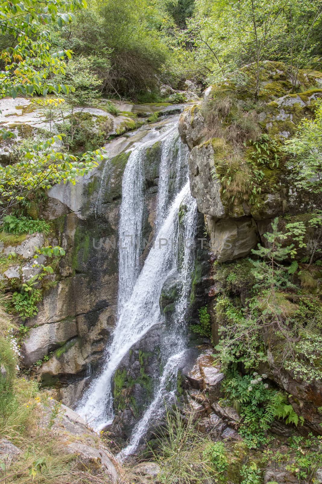 discovery of the eastern Pyrenes, its fauna and flora, region of France