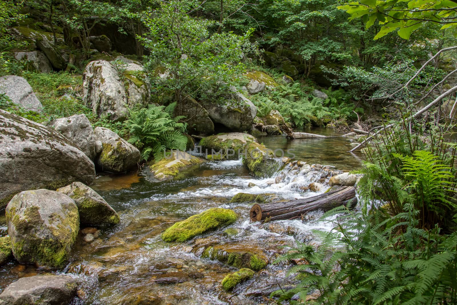 discovery of the eastern Pyrenes, its fauna and flora, region of France