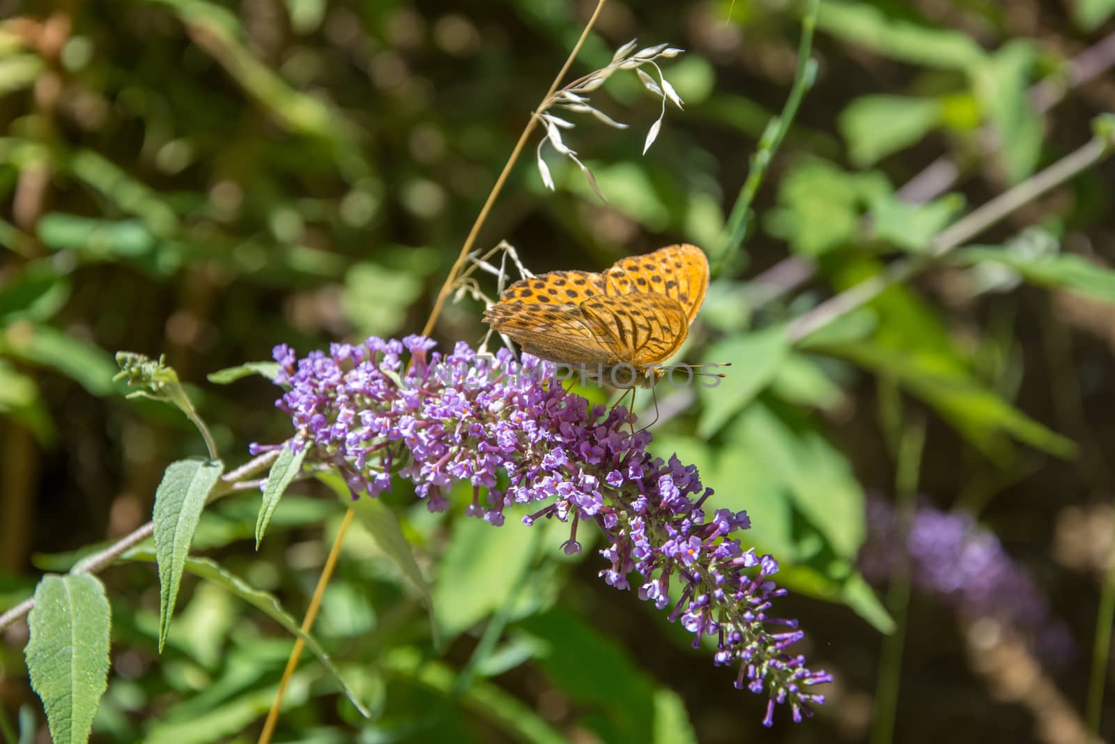 discovery of the fauna and flora of Pyrenes, France
