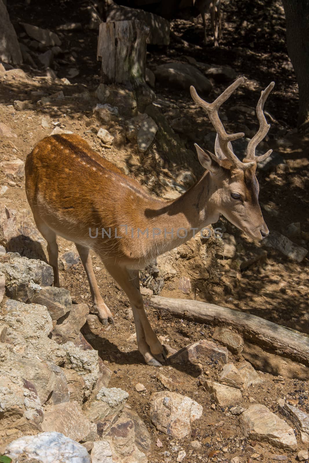 discovery of the fauna and flora of Pyrenes, France