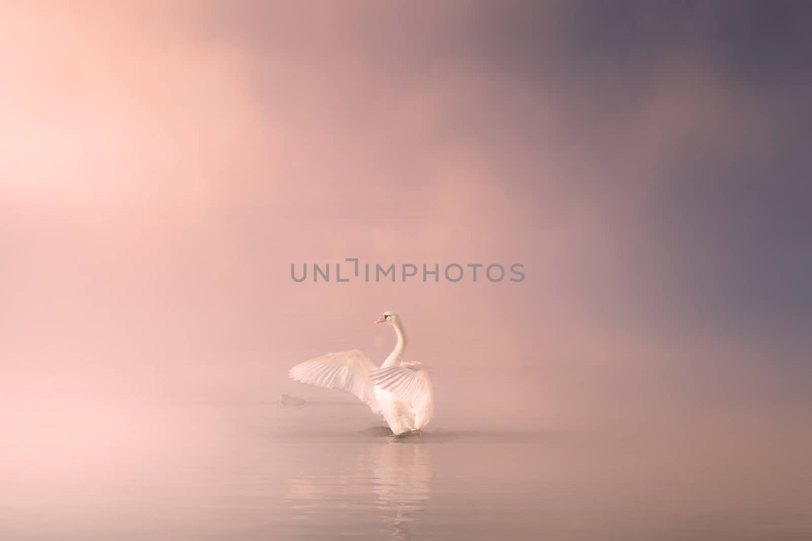 In images Mute swan Cygnus olor gliding across a mist covered lake at dawn. Amazing morning scene, misty morning, beautiful majestic swan on the lake in morning mist, fairy tale, swan lake, beauty