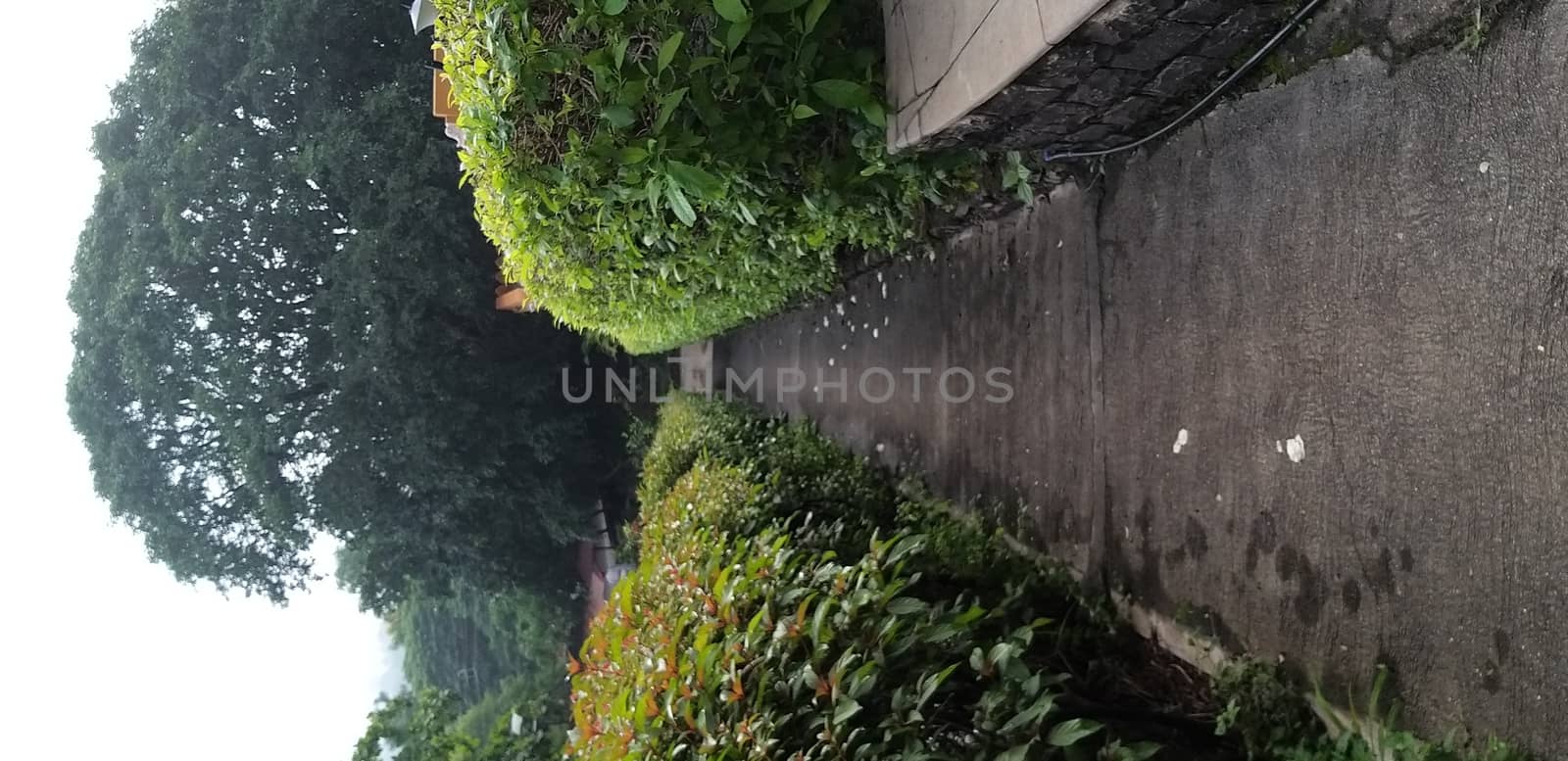 a footpath in a park