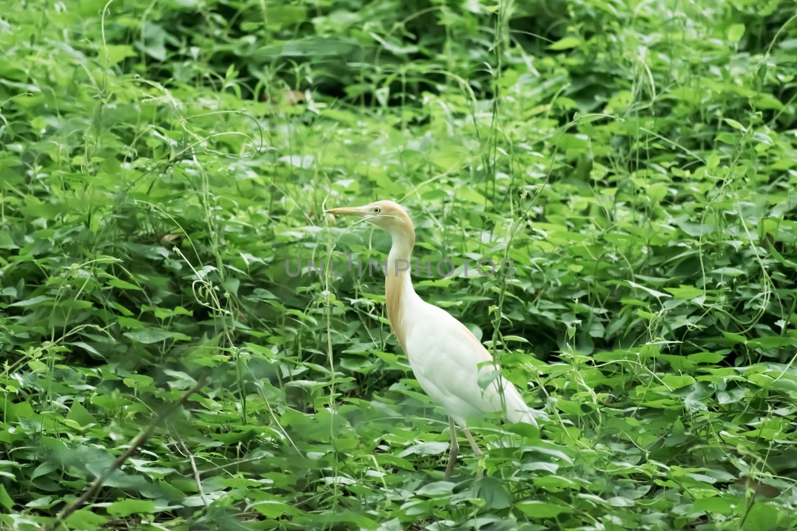 Great milky white plumage Egret Heron standing in a wetland in green leaves background. It a species of Crane bird family with long neck and yellow beak. Sultanpur Bird Sanctuary, Haryana India, asia