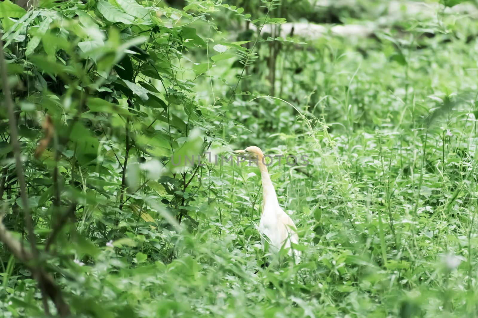 Great milky white plumage Egret Heron standing in a wetland in green leaves background. It a species of Crane bird family with long neck and yellow beak. Chilika Lake Bird Sanctuary, Orissa, India