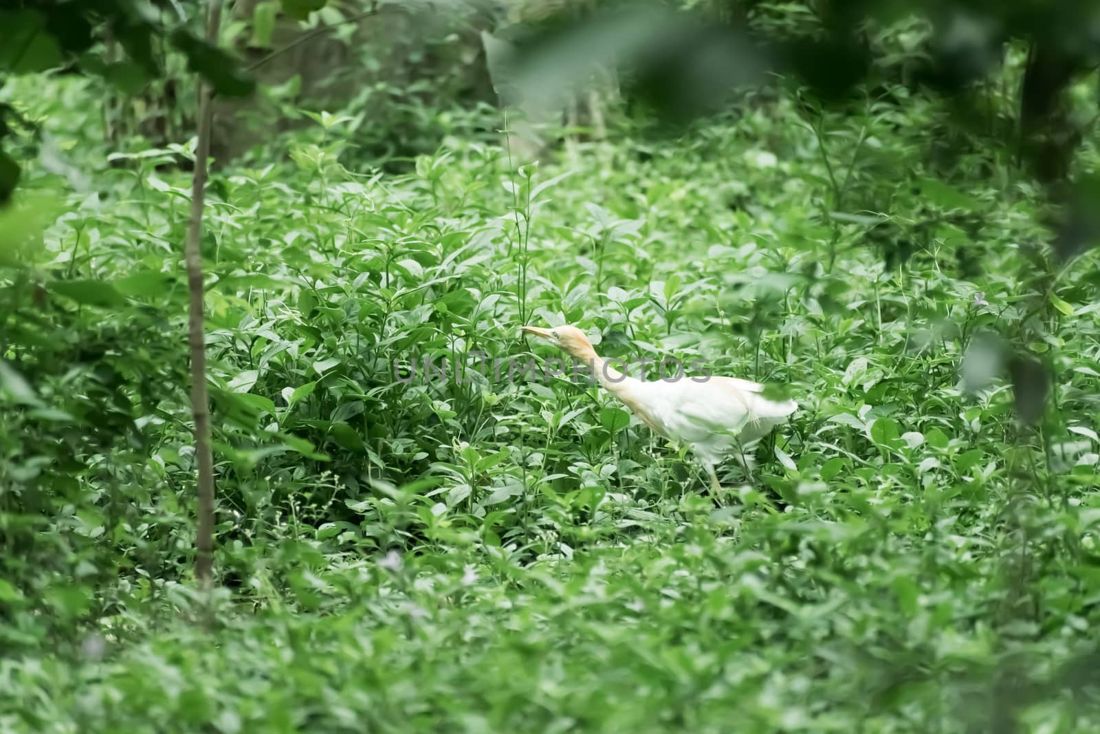 Great milky white plumage Egret Heron standing in a wetland in green leaves background. It a species of Crane bird family with long neck and yellow beak. Mayani Bird Sanctuary, Maharashtra, India Asia