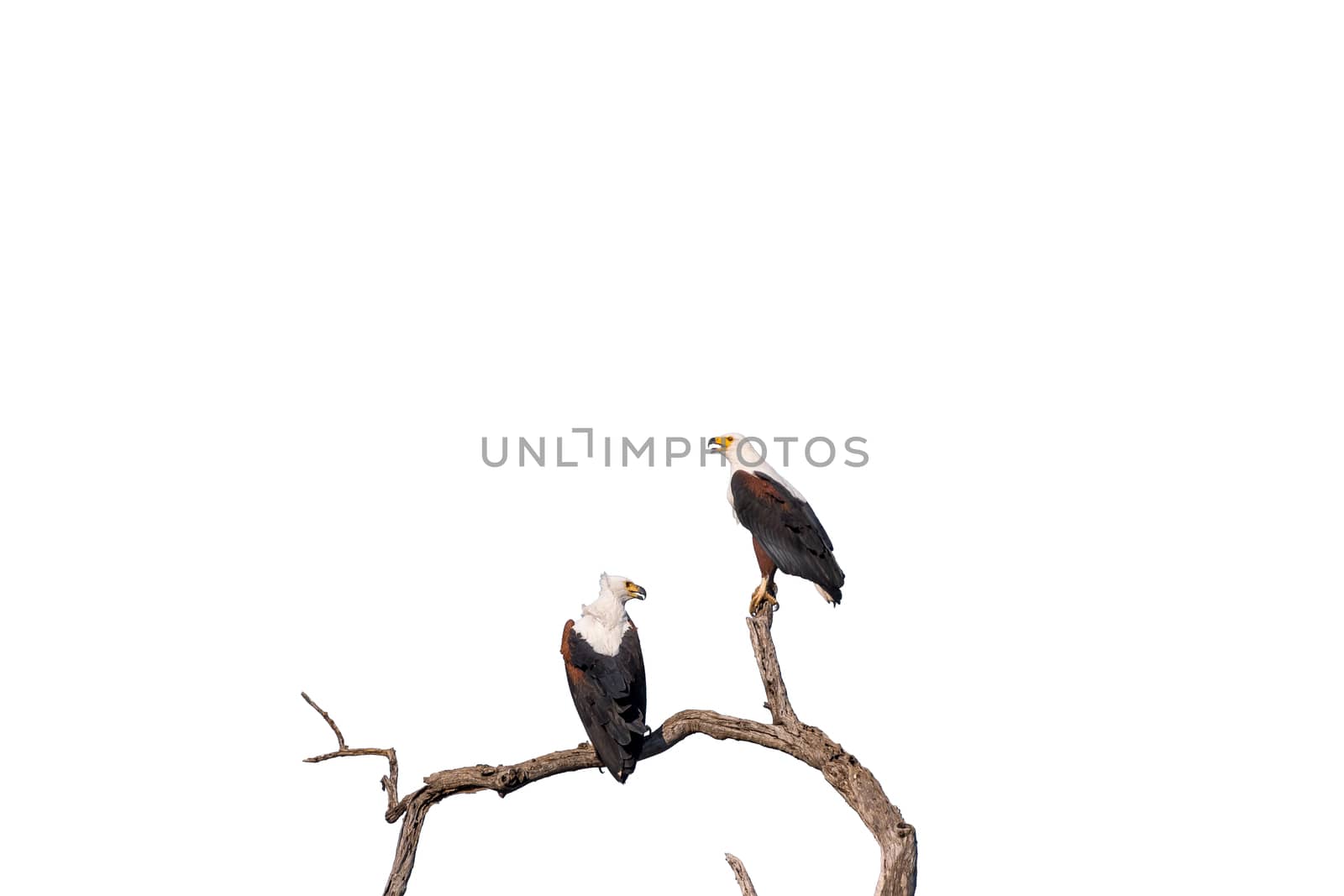 Two african fish eagles, Haliaeetus vocifer, on a dead tree branch, isolated on white