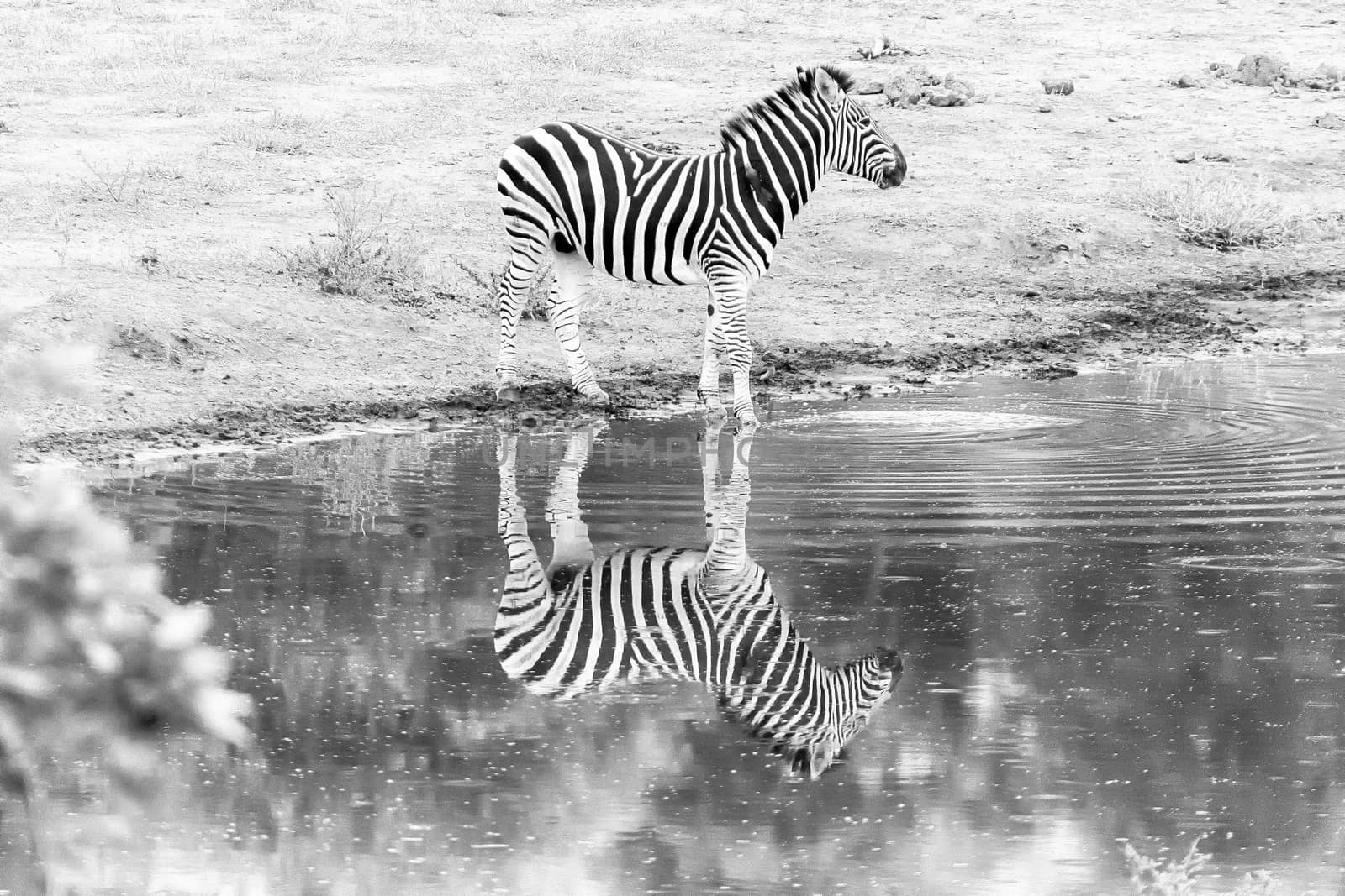 A Burchells zebra, Equus quagga burchellii, with reflection, at a waterhole. Monochrome