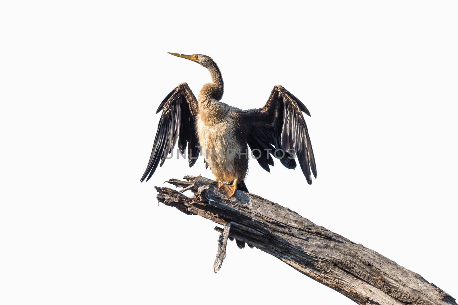 African darter drying wings in the sun. Isolated on white by dpreezg