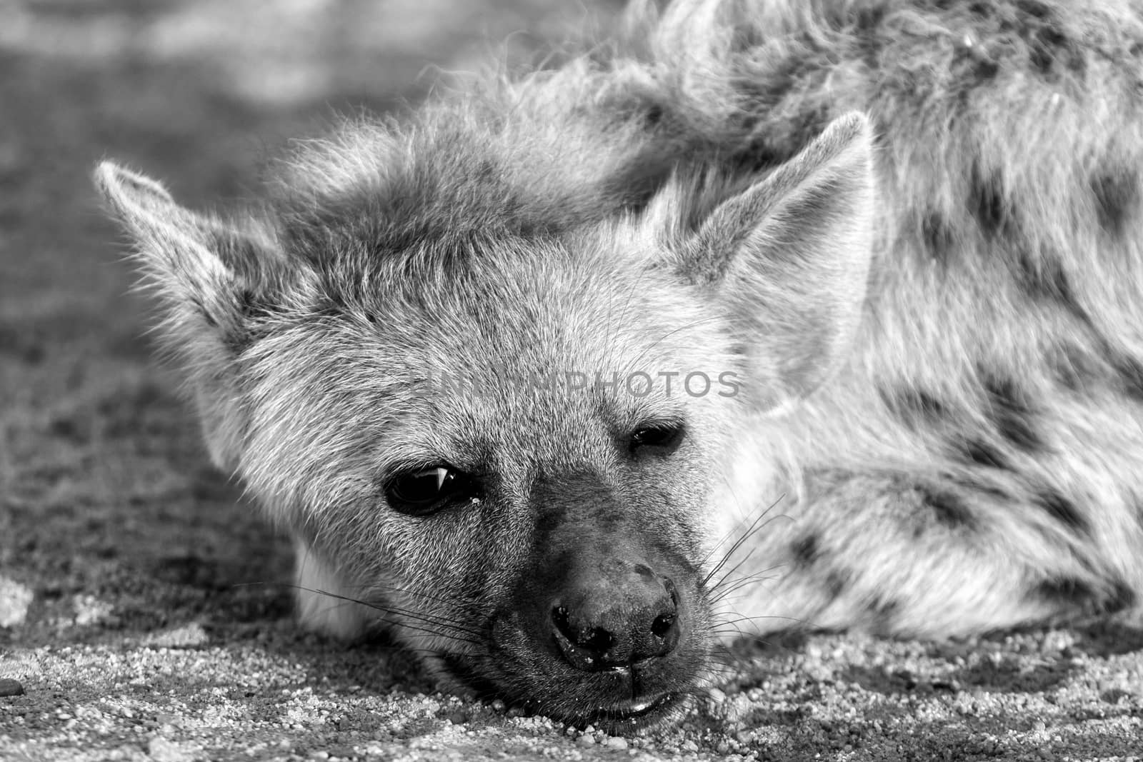 Close-up of the face of a spotted hyena cub at sunrise in the Mpumalanga Province of South Africa. Monochrome