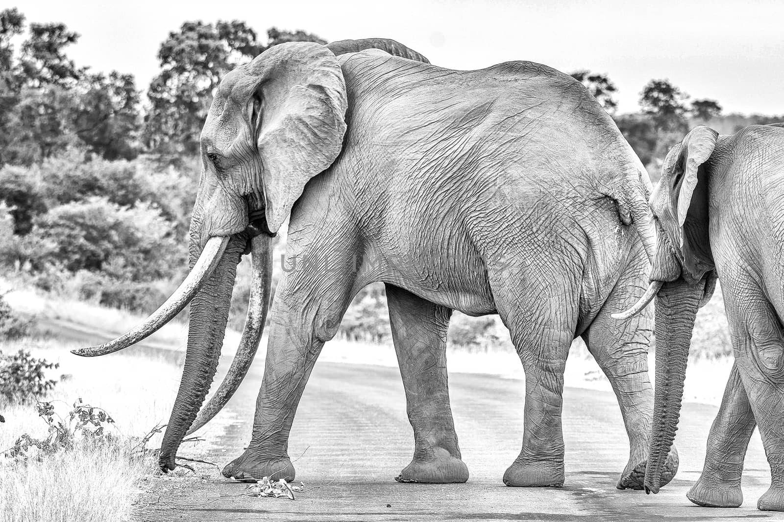 An african elephant with large tusks crossing a road in the Mpumalanga Province of South Africa. Monochrome