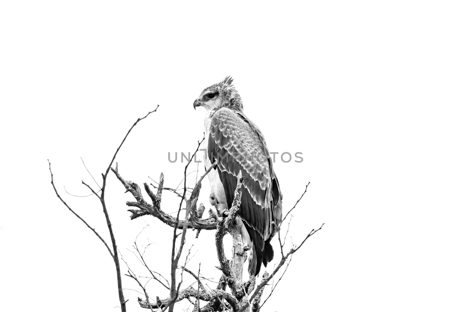 A Martial eagle, Polemaetus bellicosus, sitting on a tree branch, looking to the left. Monochrome