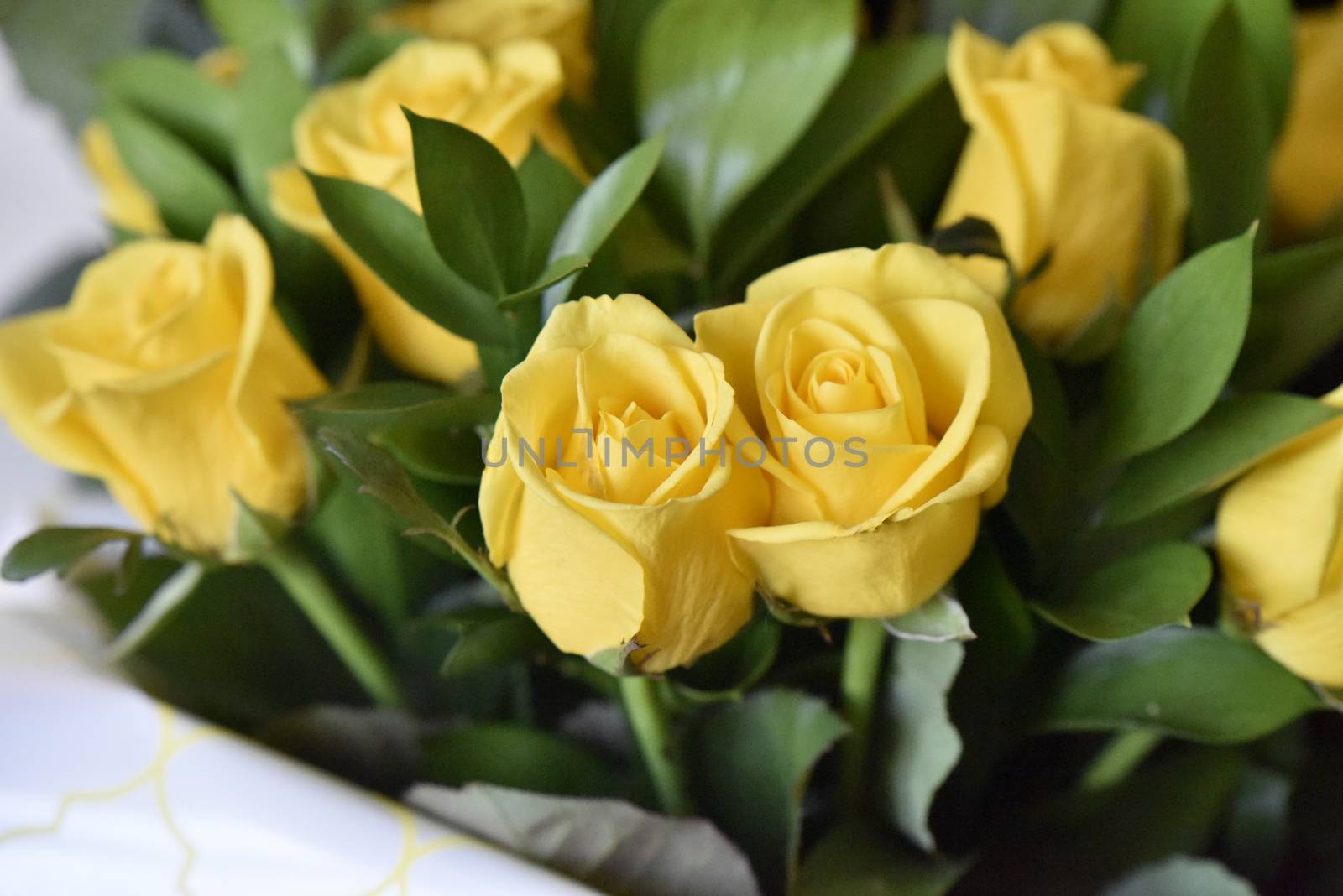 Bouquet of yellow roses, studio shot. Selective focus. Romance concept.