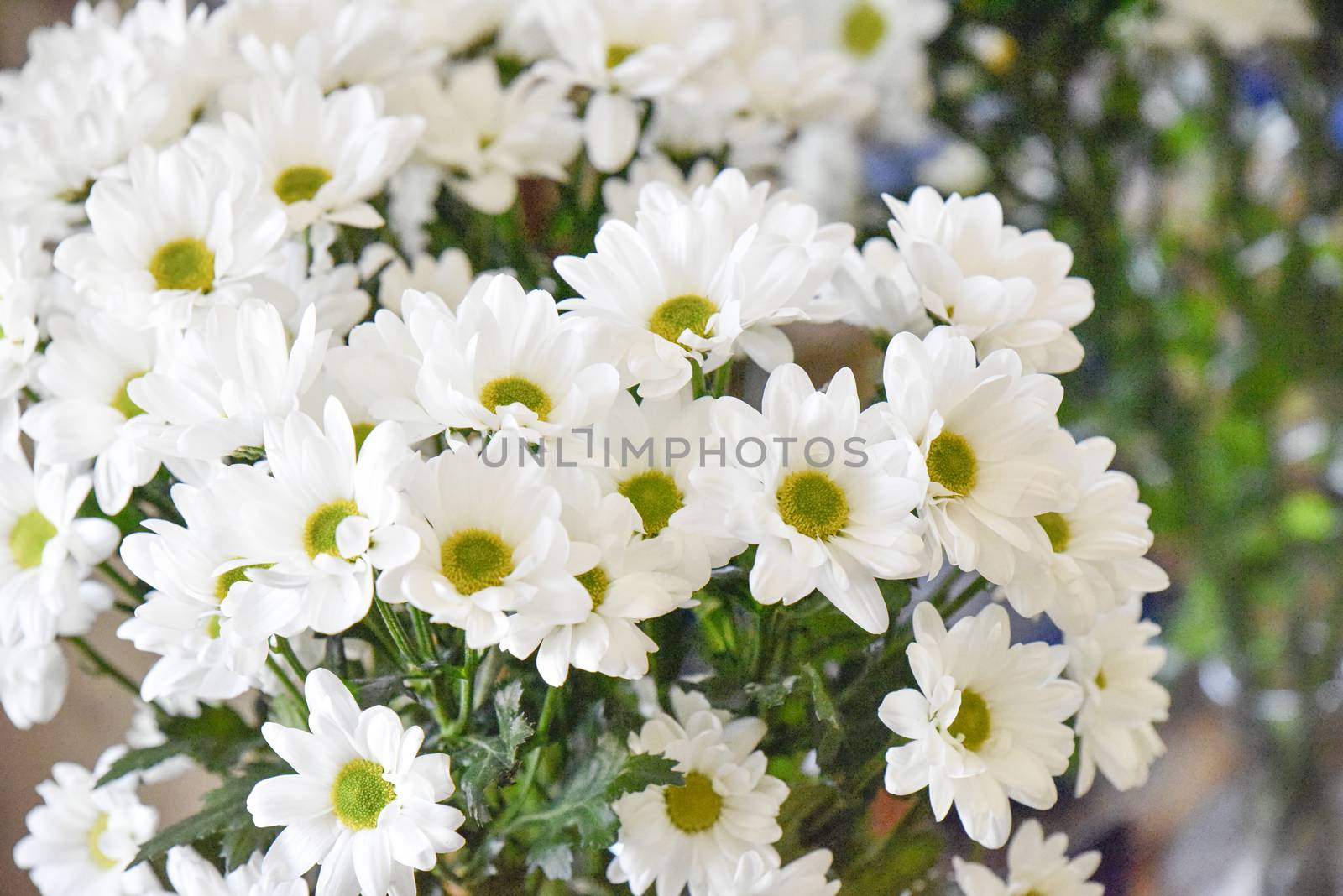 Bouquet of fwhite camomiles, selective focus by yulia_sanatina