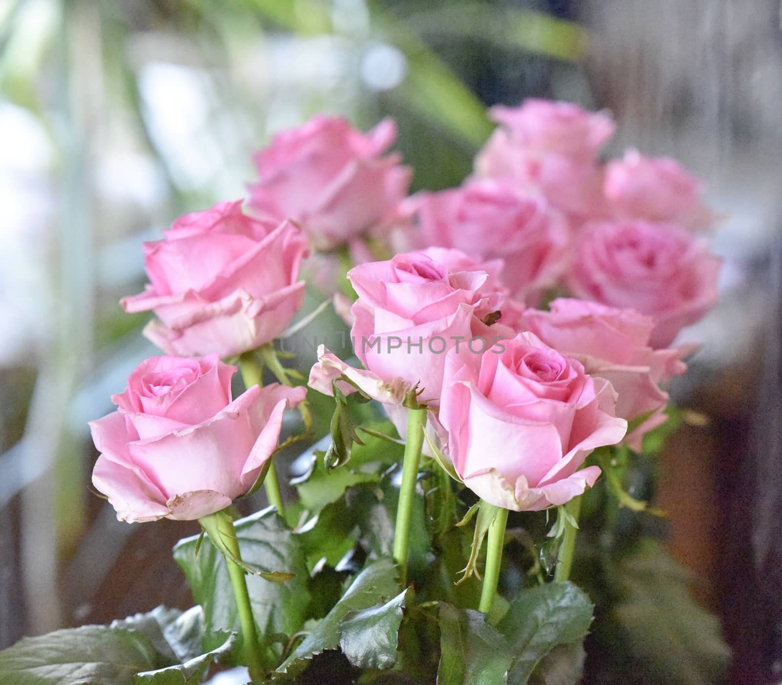 Bouquet of fading pink roses, studio shot. Selective focus. Romance concept.