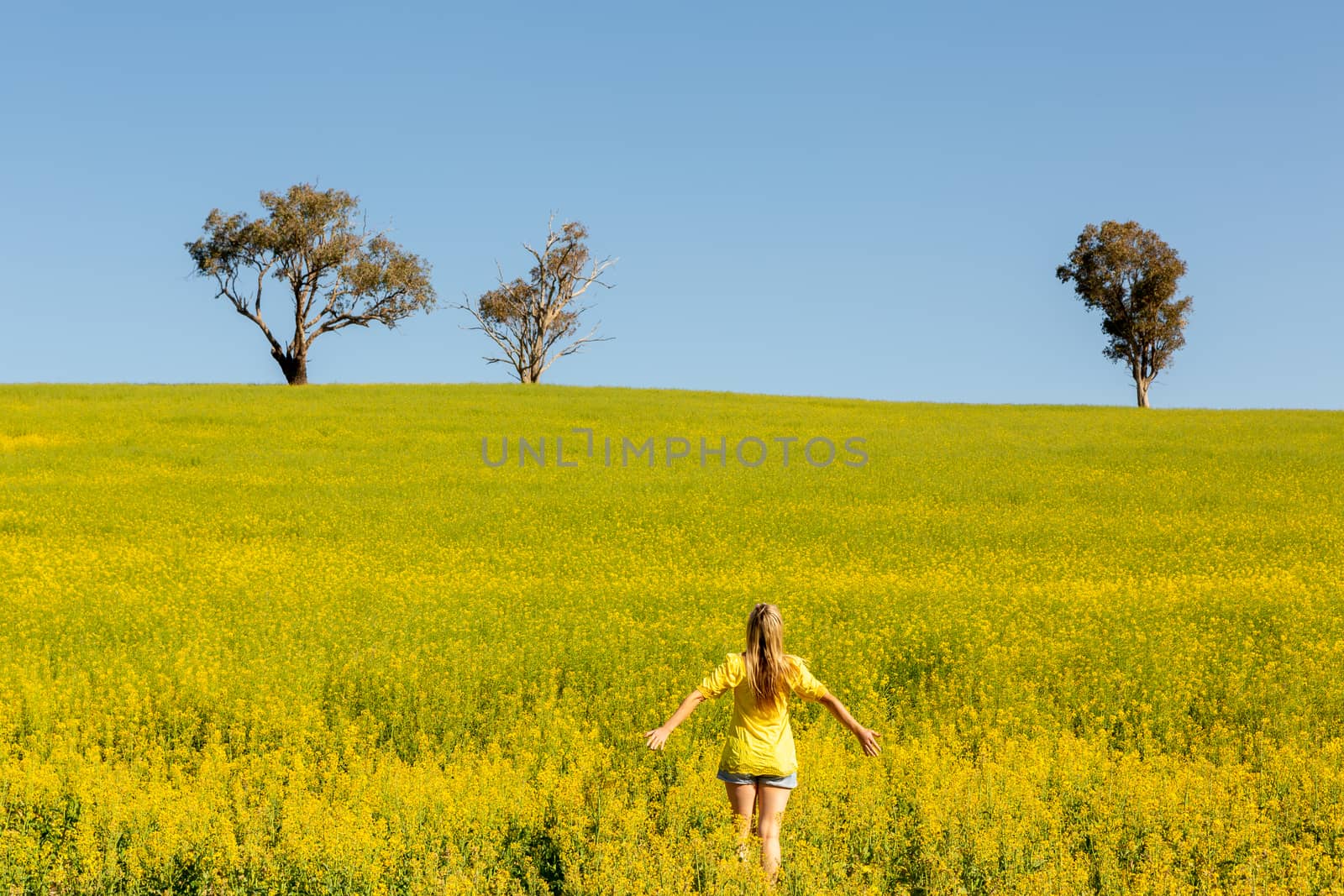 Flowering canola in early spring by lovleah