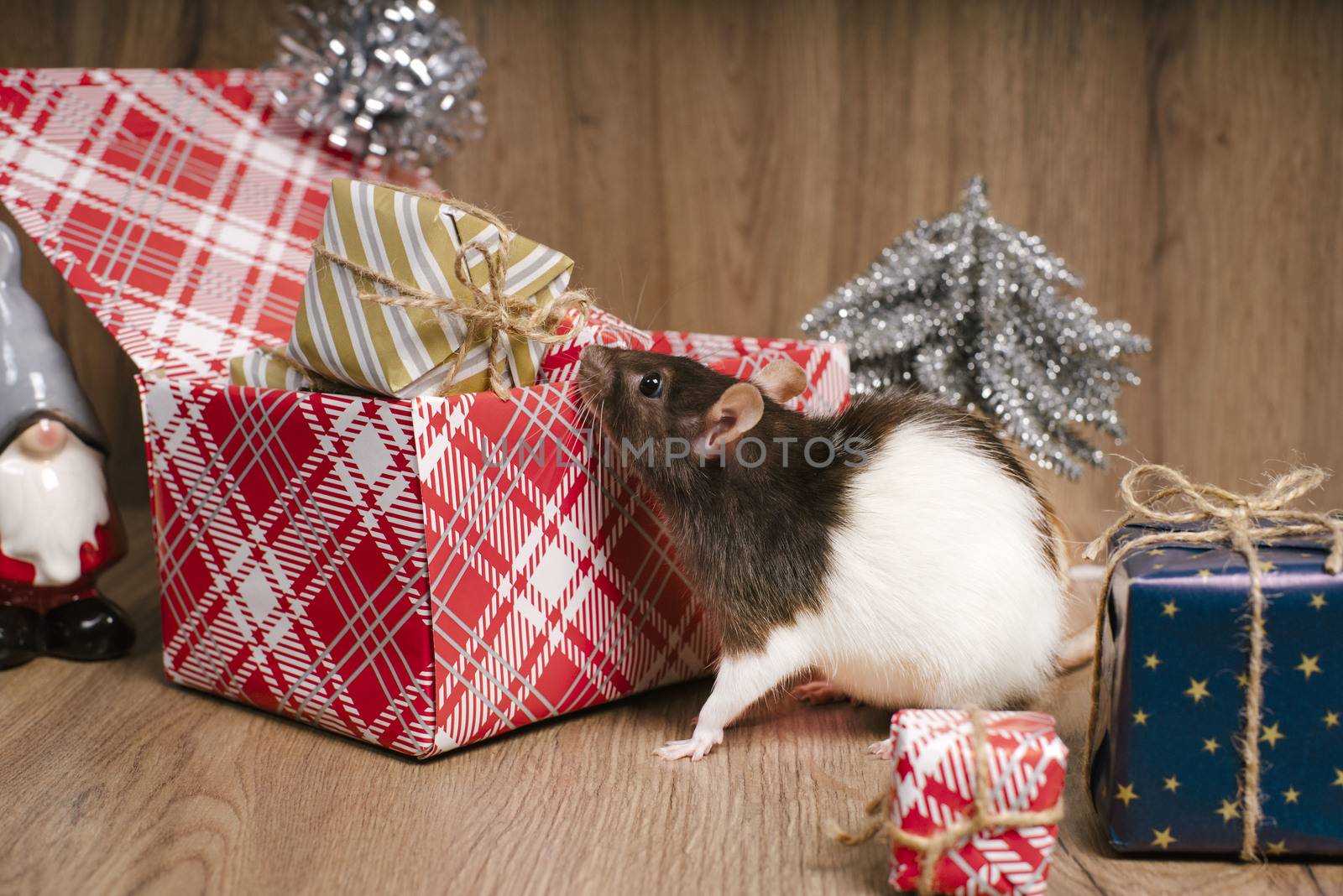 The rat is a symbol of the new year. A cute rat is sitting next to boxes with gifts.Symbol of New Year 2020 white rat. Cute rat with Christmas decorated.