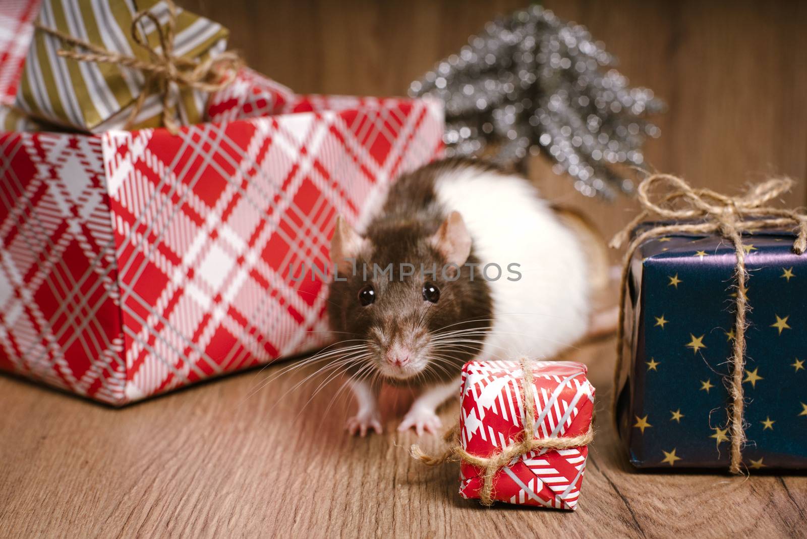 The rat is a symbol of the new year. A cute rat is sitting next to boxes with gifts.Symbol of New Year 2020 white rat. Cute rat with Christmas decorated.
