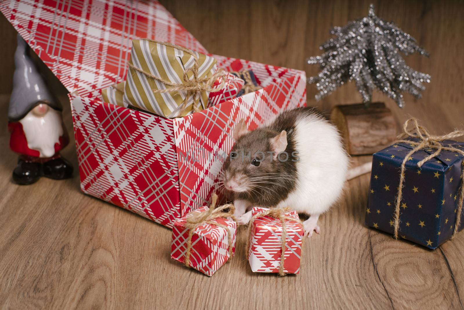 The rat is a symbol of the new year. A cute rat is sitting next to boxes with gifts.Symbol of New Year 2020 white rat. Cute rat with Christmas decorated.