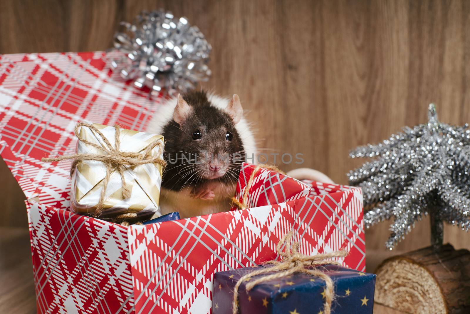 Cute rat in a box with New Year's gifts. The symbol of the new year. New Year's and Christmas.A gray Christmas rat sits in a gift box.