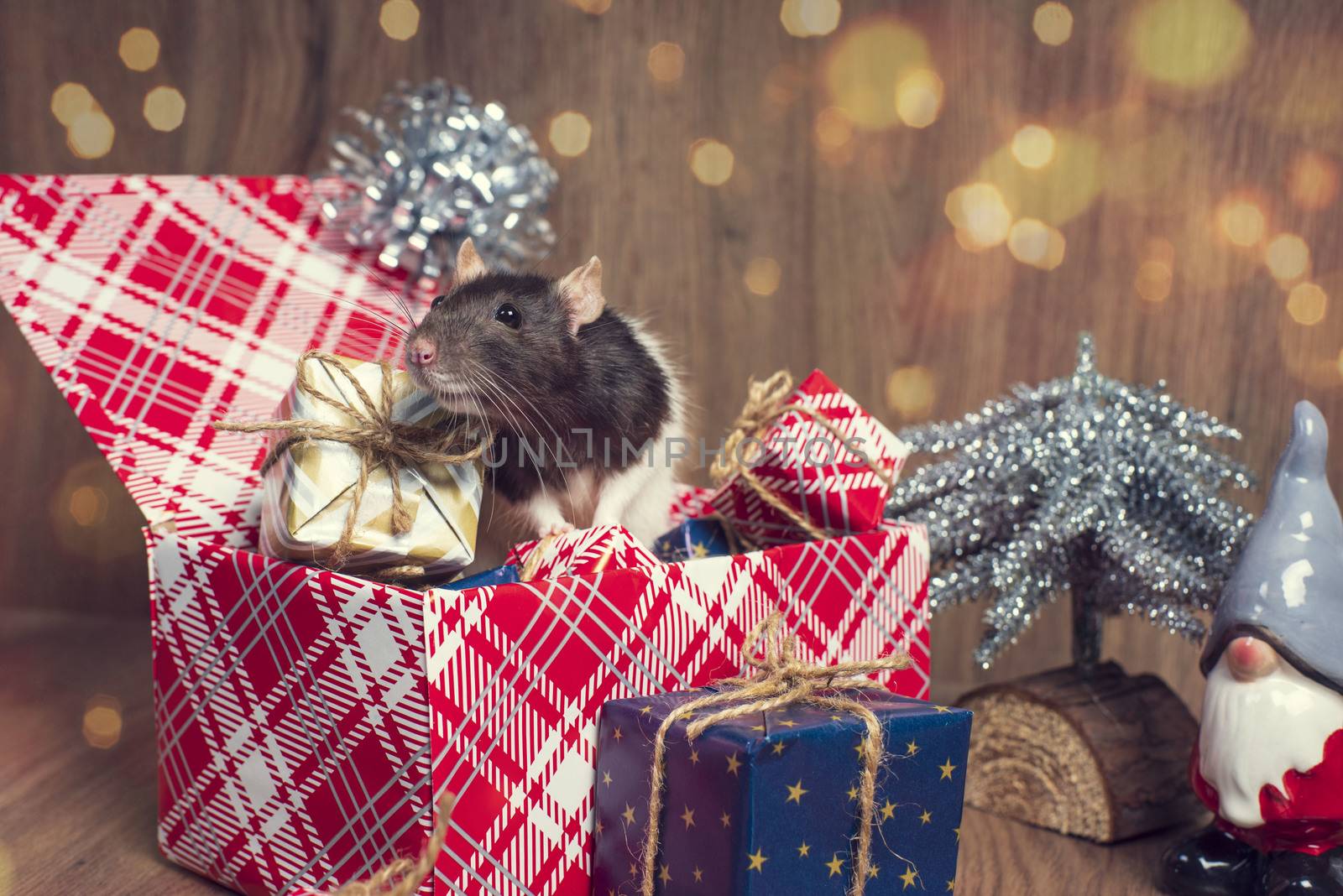 Gray rat looks at gift boxes.The rat is a symbol of the new year 2020 is sitting on a box . New year mood.Christmas card. Happy New Year.