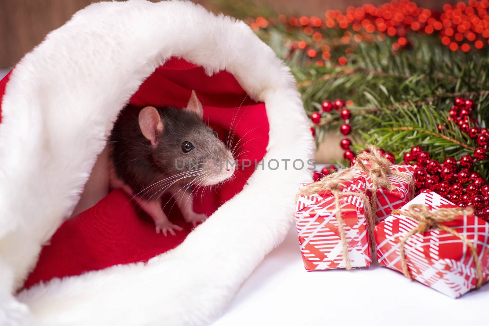 A little gray rat is sitting in a Santa hat next to boxes with gifts. New Year's concept. Year of the Rat 2020.A little fluffy rat sits in a festive gift box. Christmas hat Santa Claus in an animal.