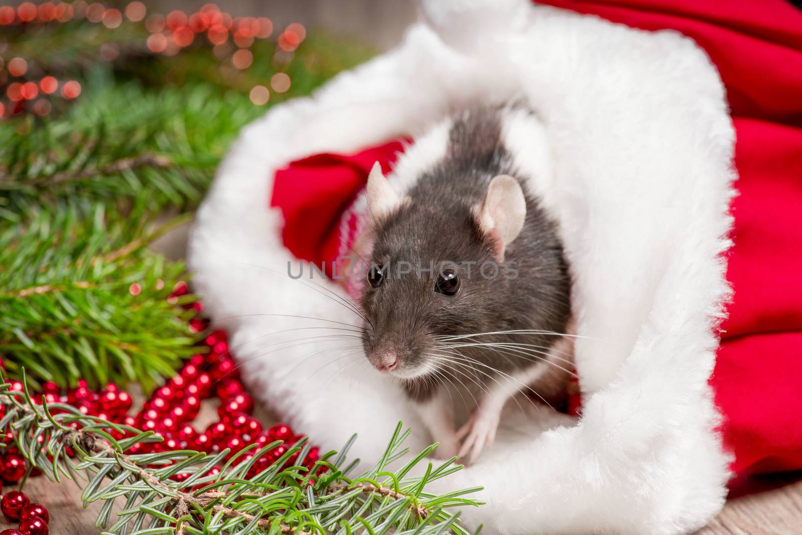 Cute domestic rat in a New Year's decor.Year of the cute rat.Cute rat sitting in Santa's hat close up. Symbol of the year 2020 is a rat.