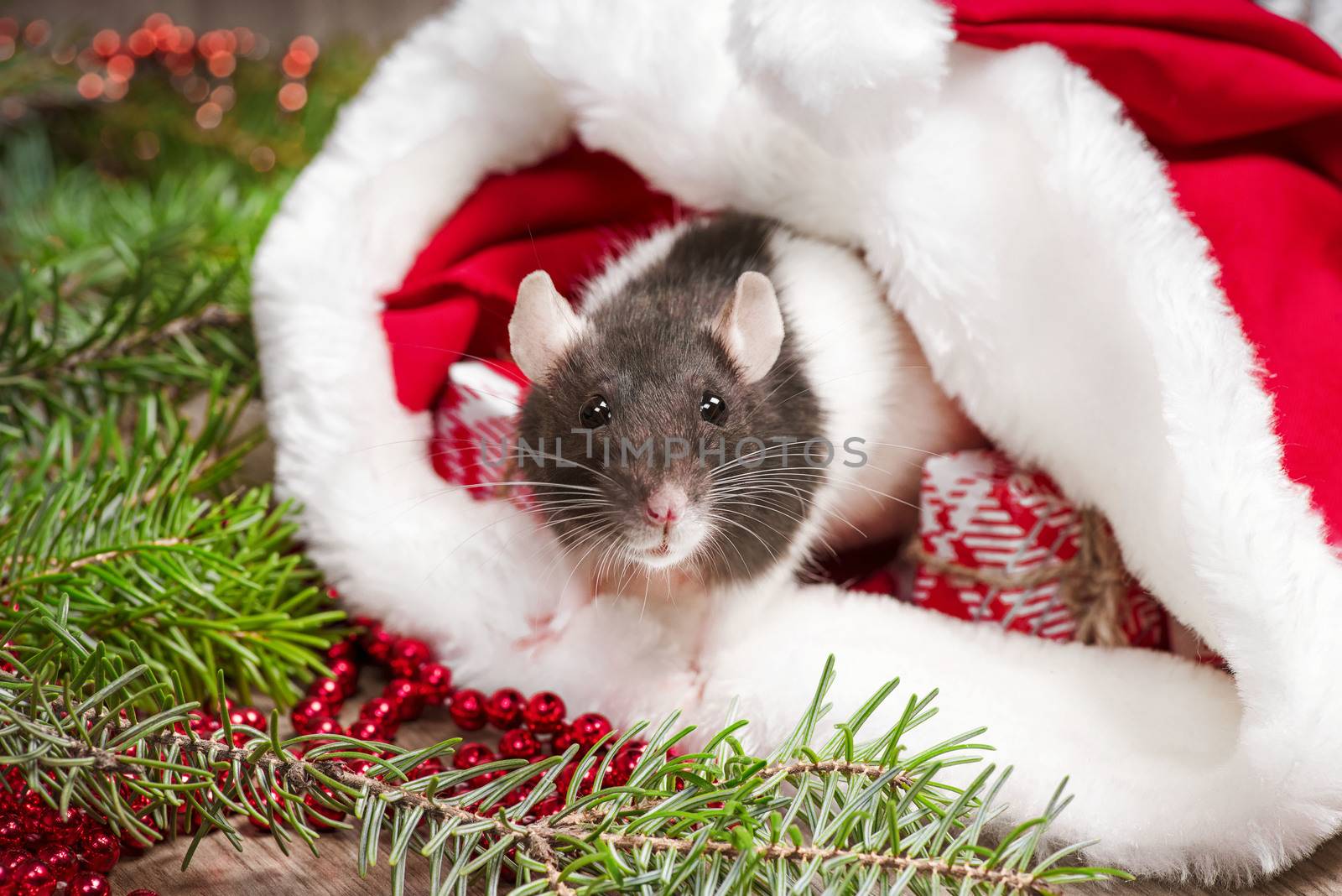 A cute rat is sitting in Santa's hat next to her are boxes with gifts and New Year decorations. Year of the cute rat. Rat closeup. Photo for the calendar.Cute white domestic rat in a New Year's decor.