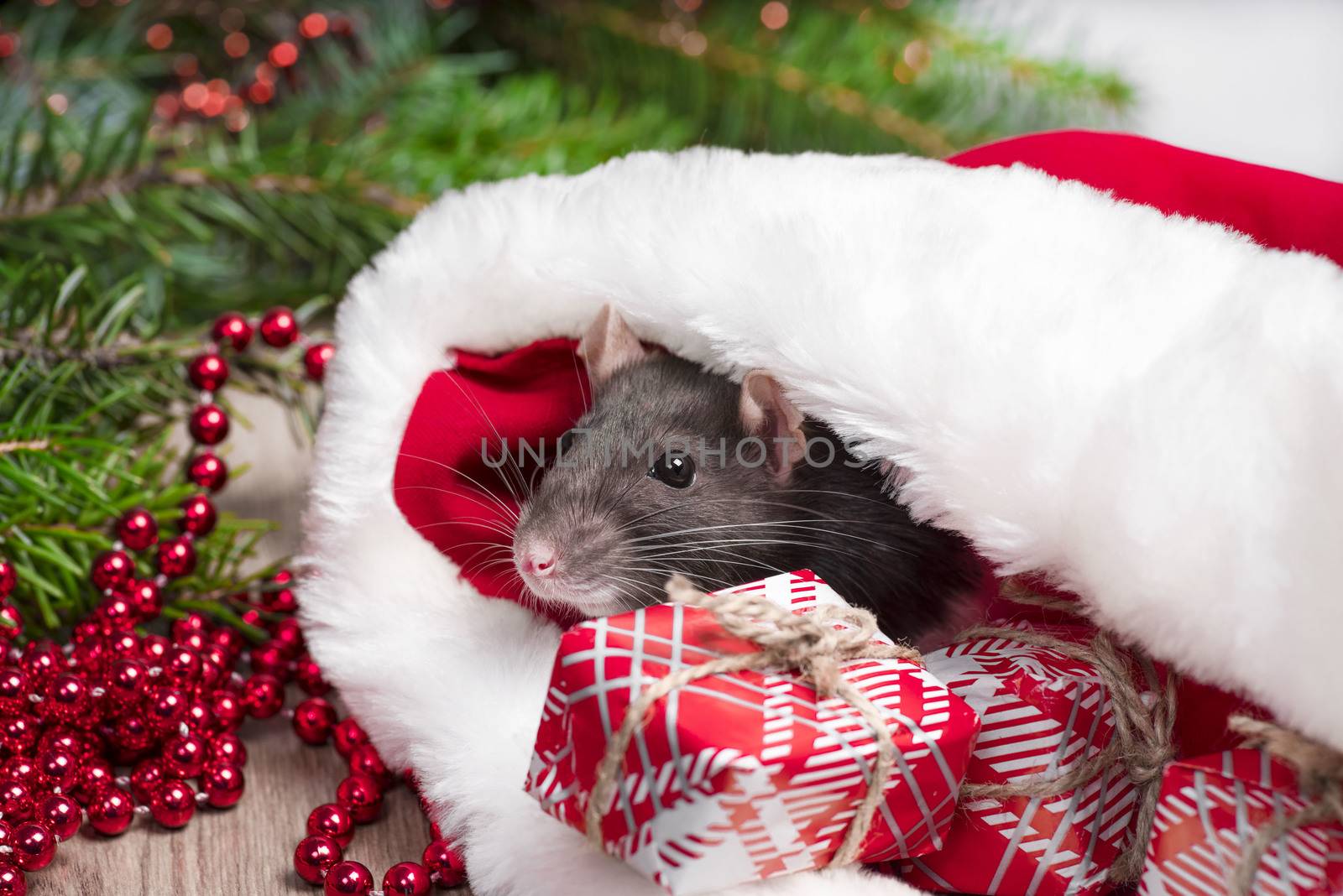 Close up of cute rat looks out of red christmas hat. Rat is symbol 2020 New Year. New Year concept.Cute rat is sitting in a Christmas hat next to gifts and New Year decorations and presents.