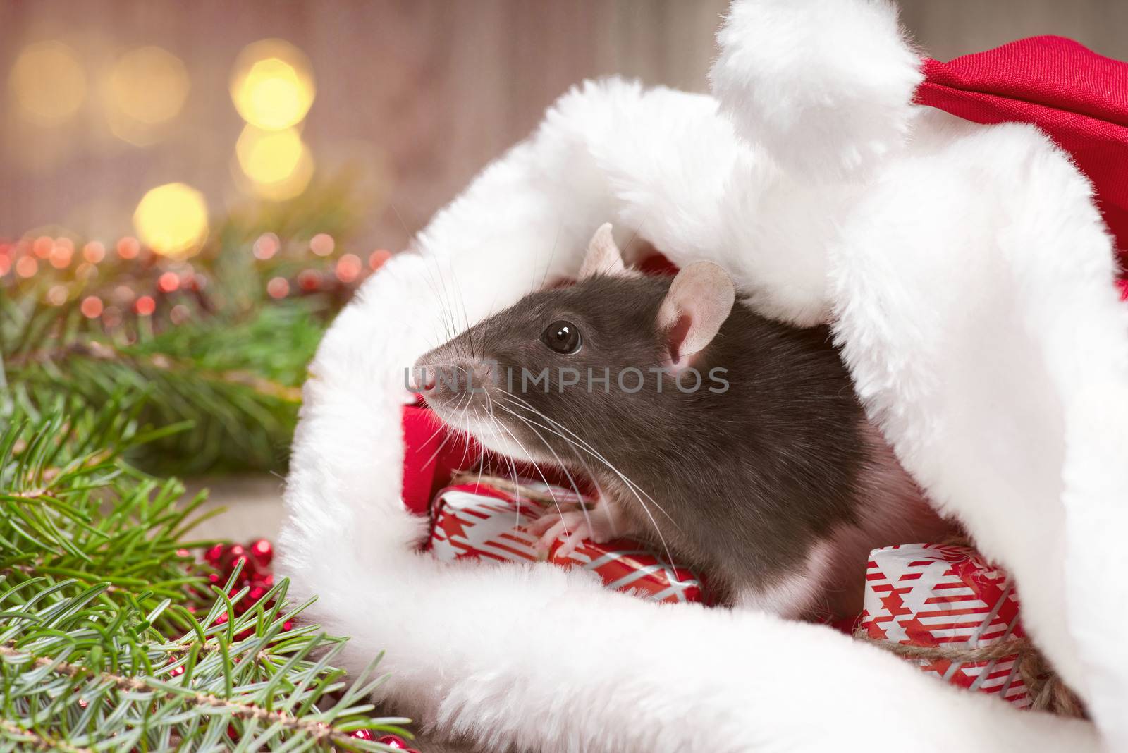 A cute rat is sitting in Santa's hat next to her are boxes with gifts . New Year decorations against the background of New Year branches and multicolored bokeh.