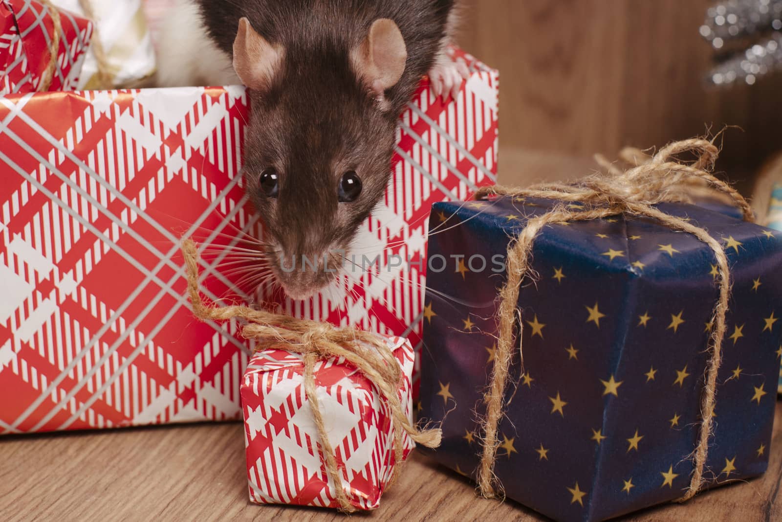 Rat is a symbol of the new year.Gray rat looks at gift boxes.Funny little rat in a gift box. Symbol of the year 2020. by nkooume