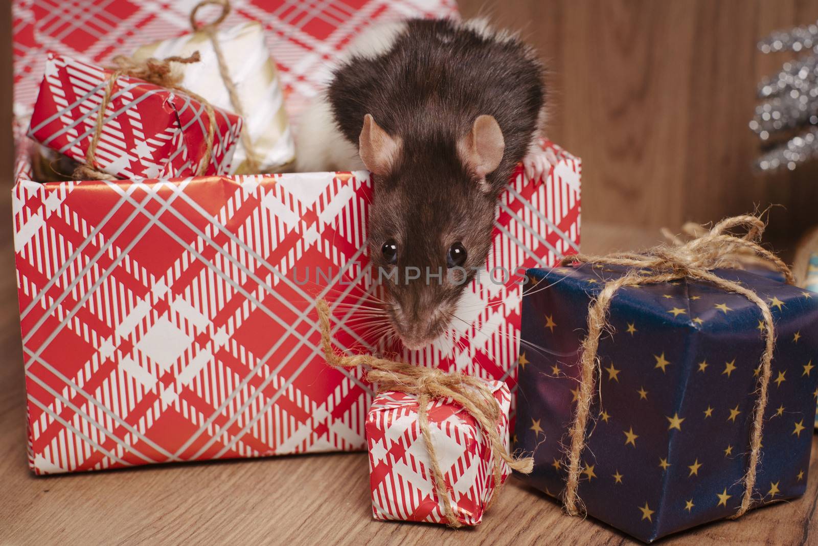 Present for New Year of the Rat. Chinese New Year symbolThe rat is a symbol of the new year. A cute rat sits in a box with gifts and celebrates the new year.