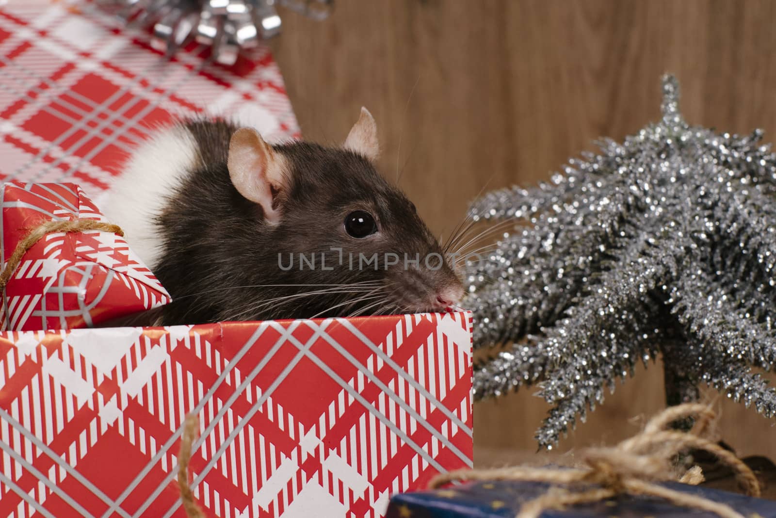 Rat is a symbol of the new year.Gray rat looks at gift boxes. little rat in a gift box. Symbol of the year 2020.