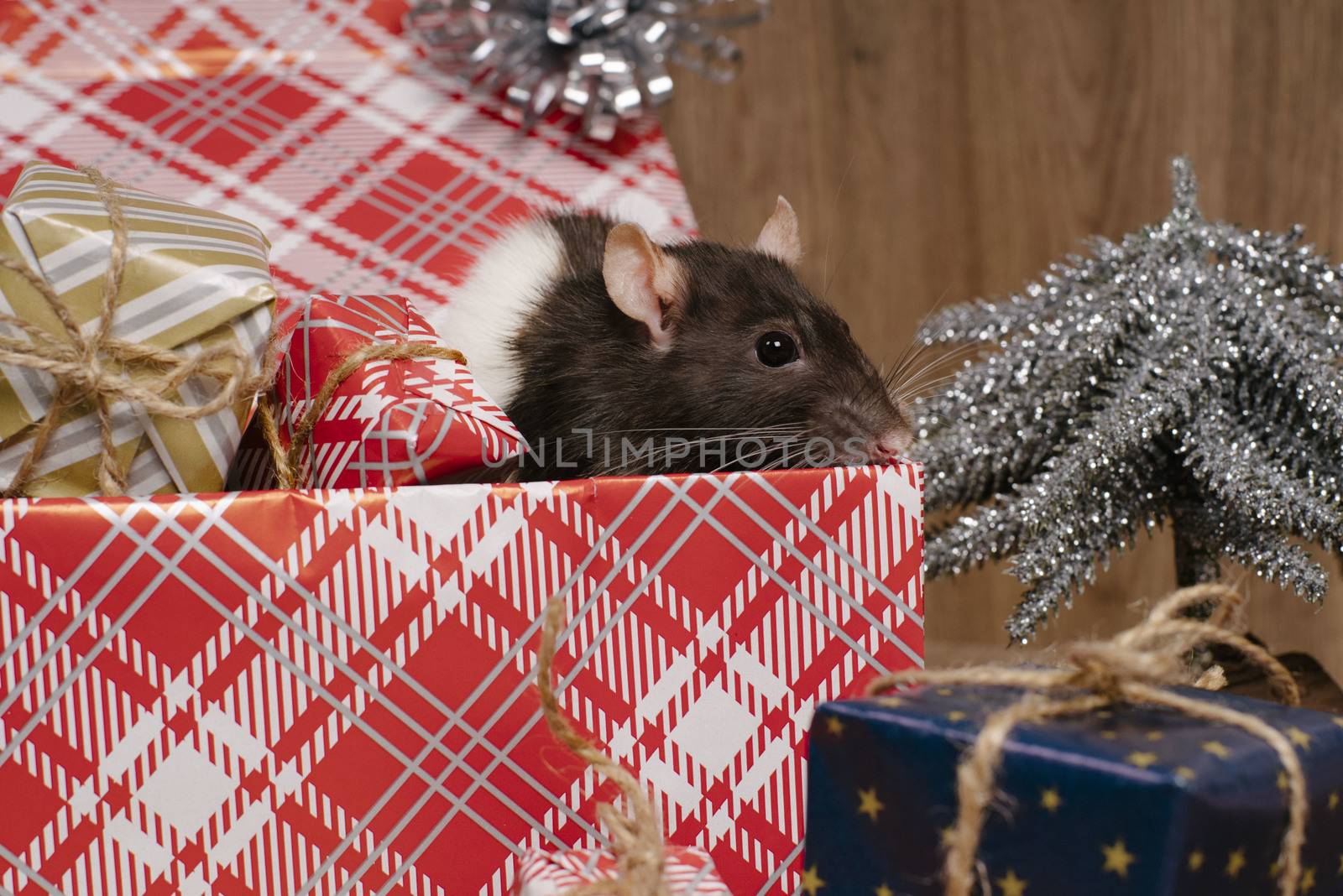 Present for New Year of the Rat. Chinese New Year symbolThe rat is a symbol of the new year. A cute rat sits in a box with gifts and celebrates the new year.