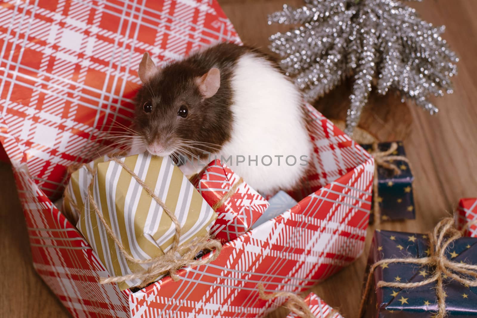 Rat is a symbol of the new year.Gray rat looks at gift boxes. little rat in a gift box. Symbol of the year 2020.