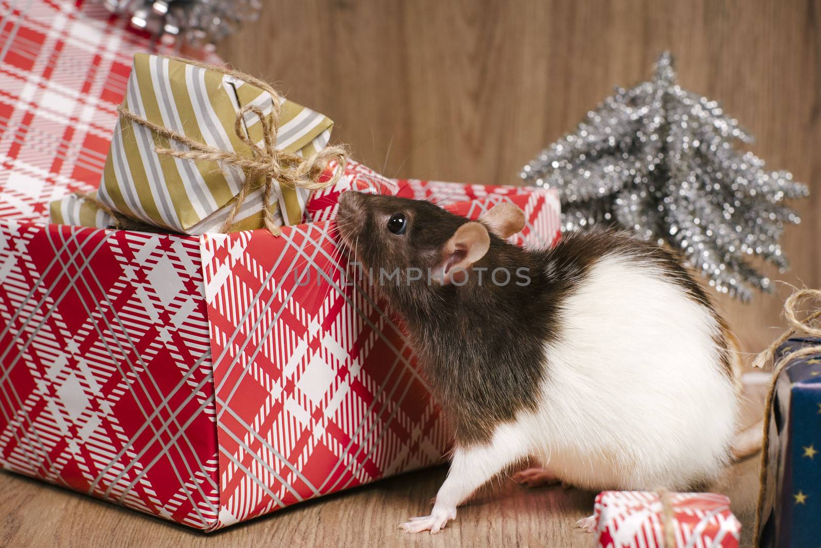 The rat is a symbol of the new year. A cute rat is sitting next to boxes with gifts.Symbol of New Year 2020 white rat. Cute rat with Christmas decorated.