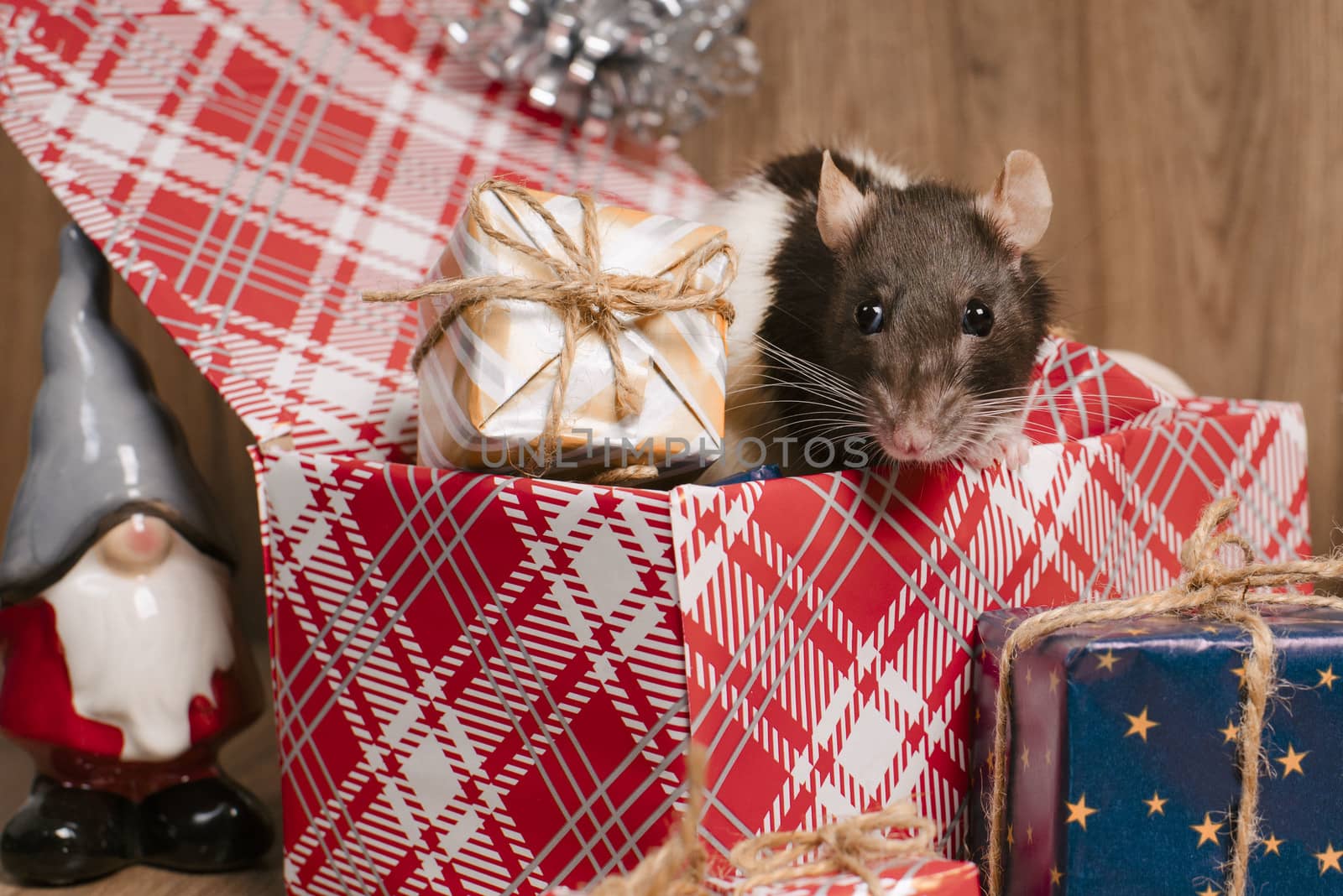 Rat is a symbol of the new year.Gray rat looks at gift boxes. little rat in a gift box. Symbol of the year 2020.