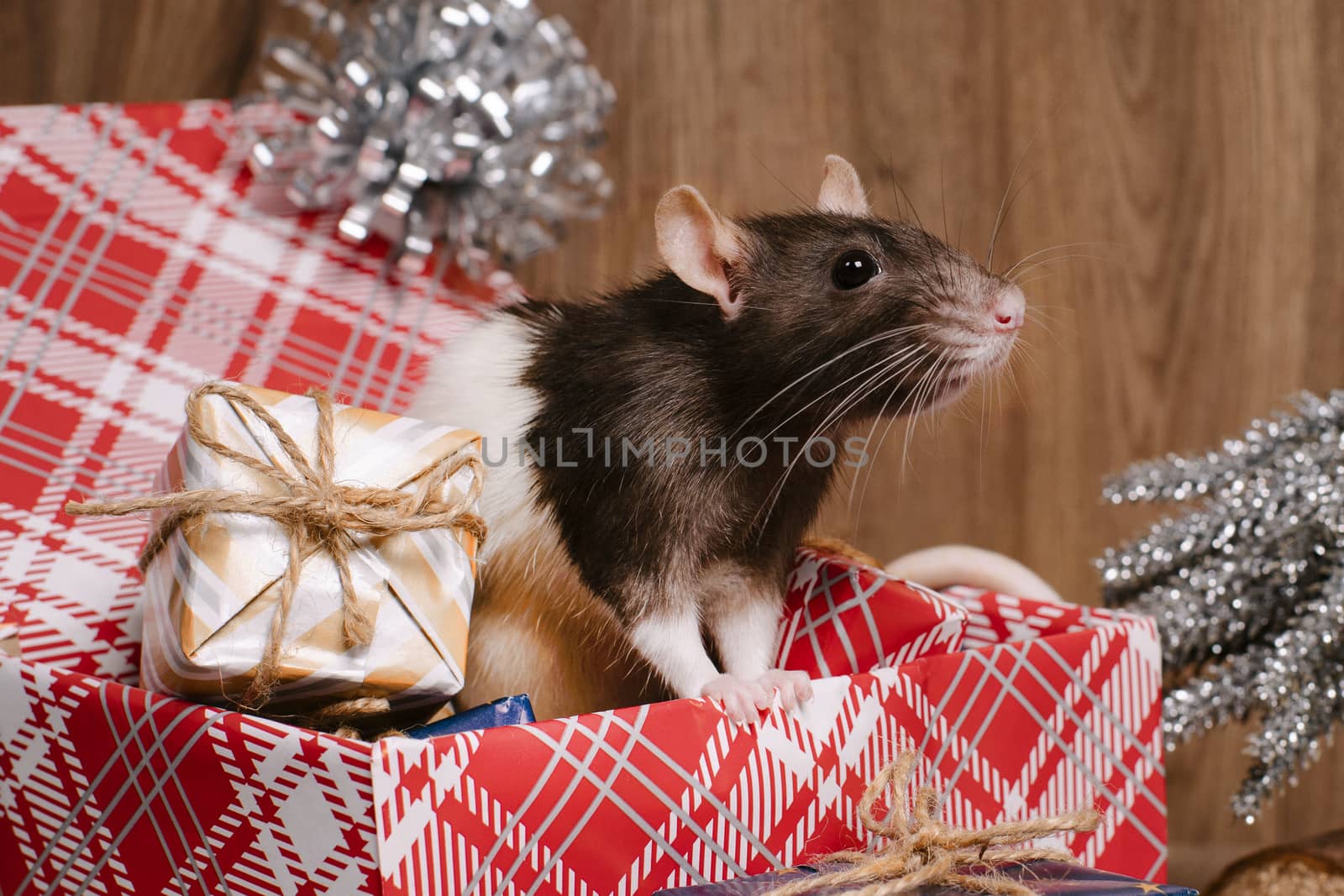 Rat is a symbol of the new year.Gray rat looks at gift boxes. little rat in a gift box. Symbol of the year 2020.