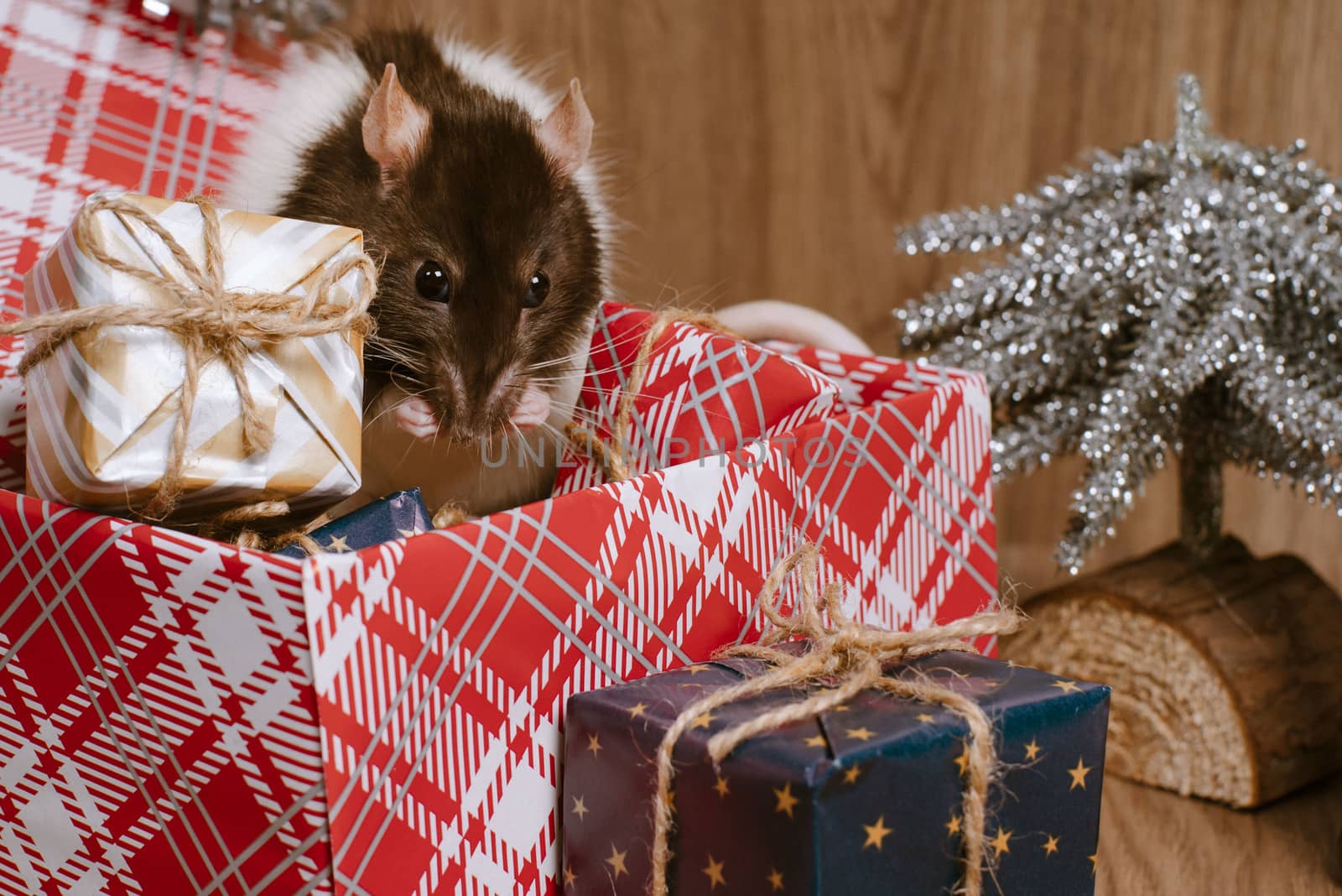 Rat is a symbol of the new year.Gray rat looks at gift boxes.Funny little rat in a gift box. Symbol of the year 2020. by nkooume