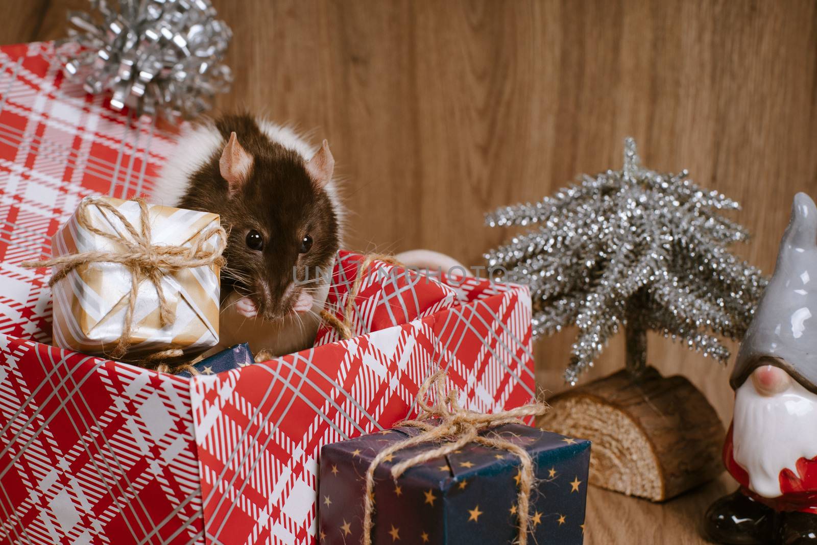 Present for New Year of the Rat. Chinese New Year symbolThe rat is a symbol of the new year. A cute rat sits in a box with gifts and celebrates the new year.
