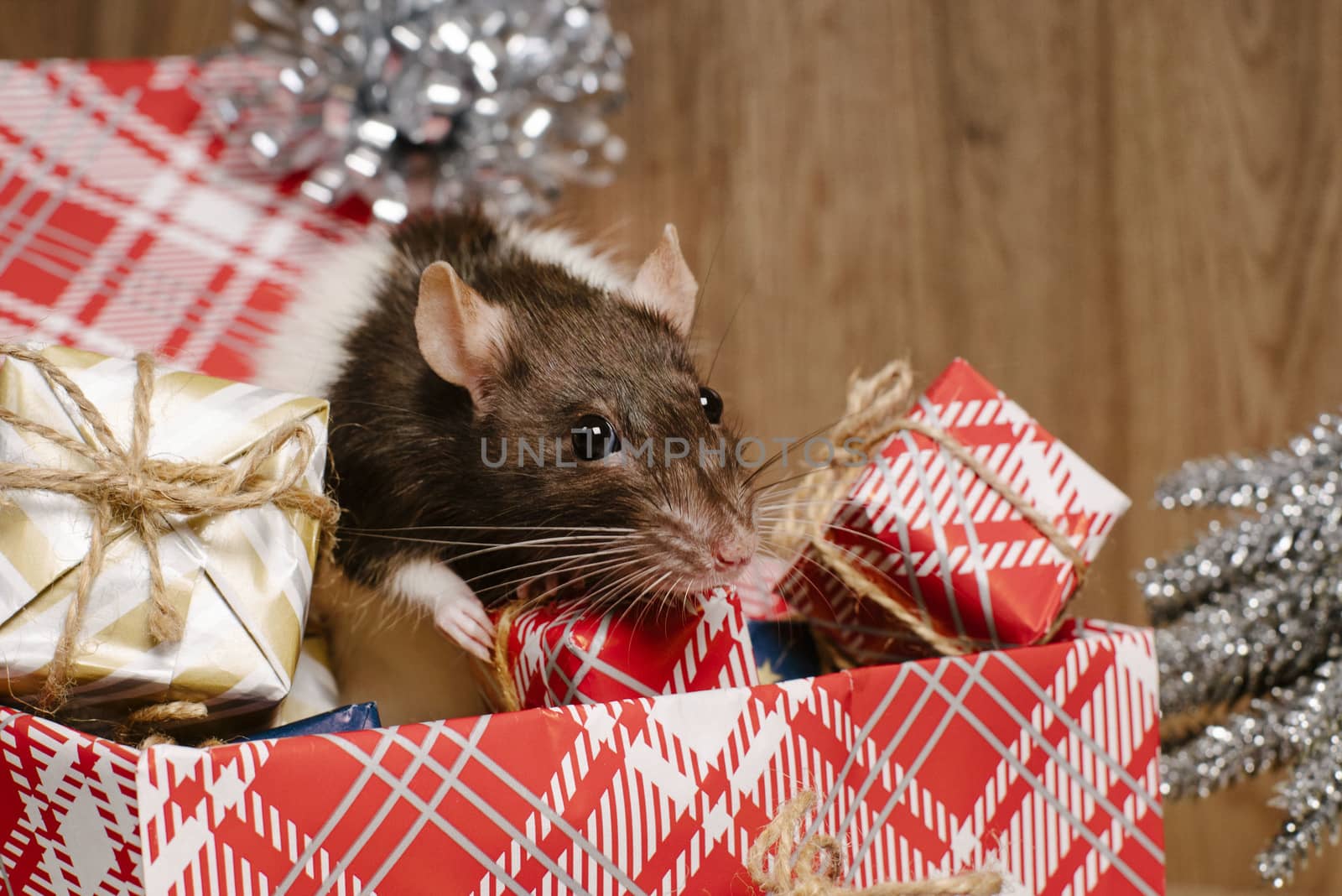 Rat is a symbol of the new year.Gray rat looks at gift boxes.Funny little rat in a gift box. Symbol of the year 2020. by nkooume