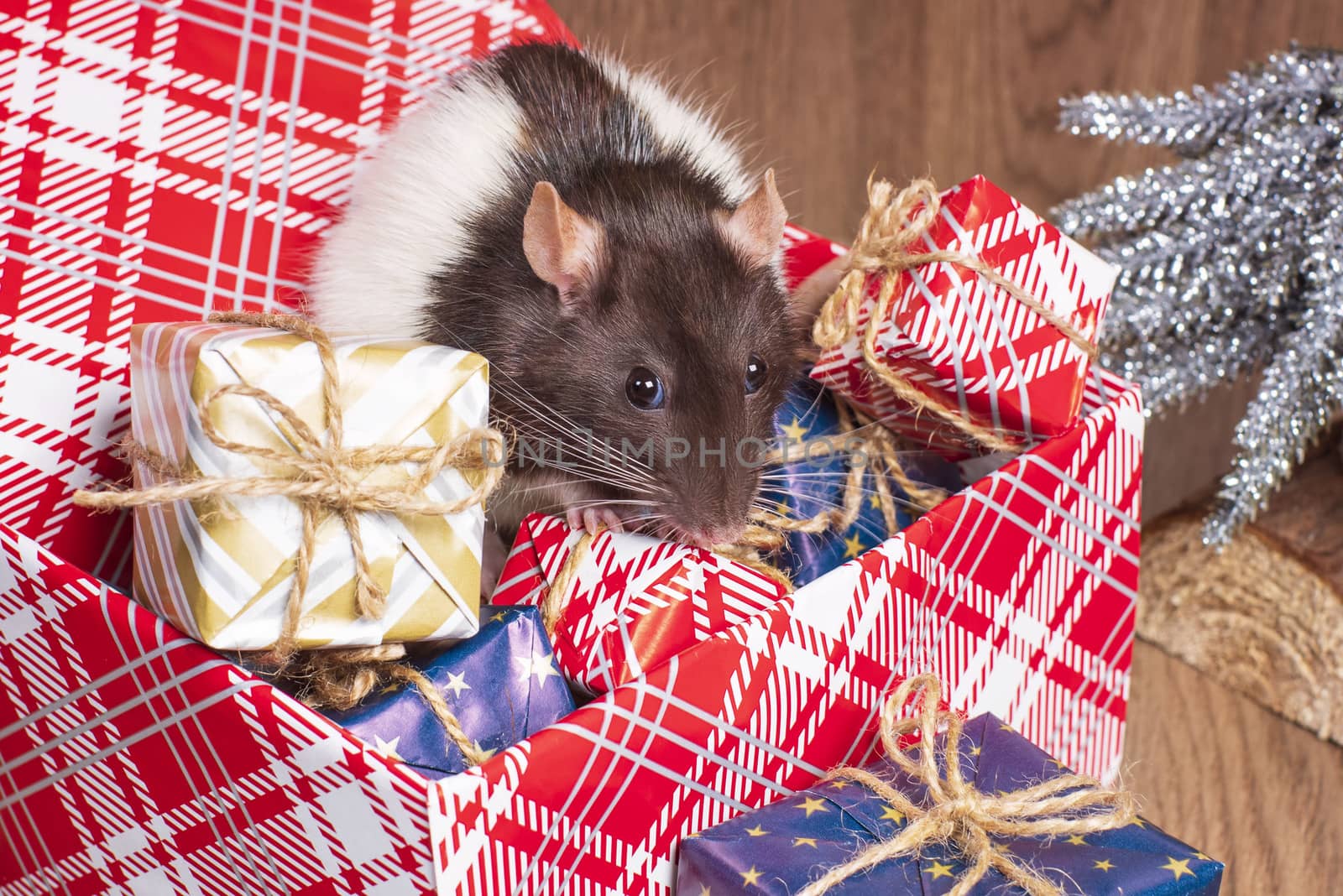 Rat is a symbol of the new year.Gray rat looks at gift boxes. little rat in a gift box. Symbol of the year 2020.