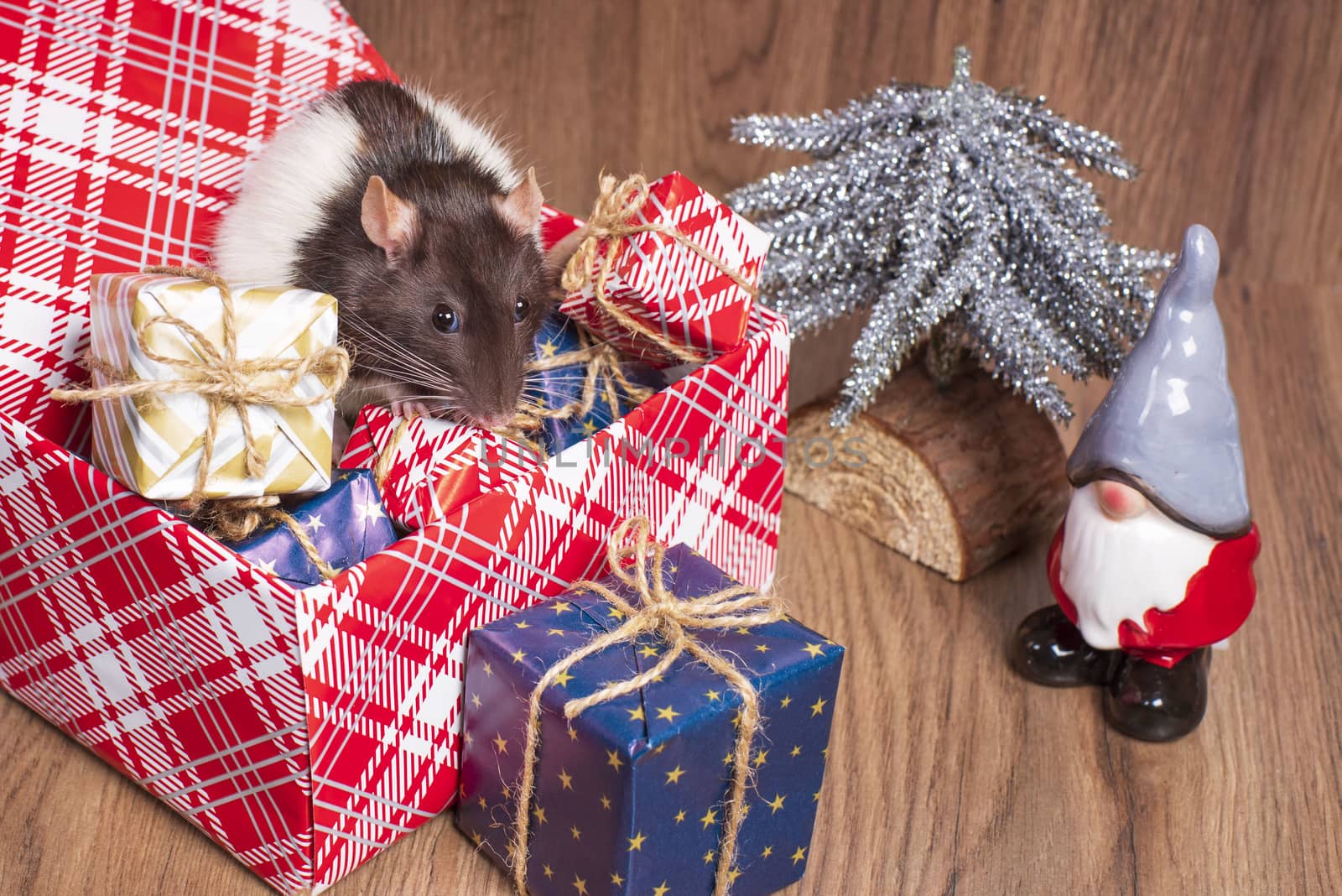 Rat is a symbol of the new year.Gray rat looks at gift boxes. little rat in a gift box. Symbol of the year 2020.