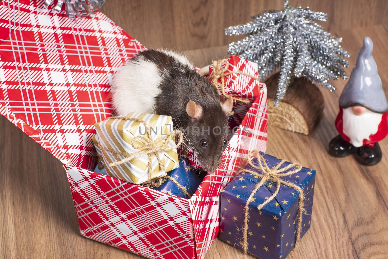 Present for New Year of the Rat. Chinese New Year symbolThe rat is a symbol of the new year. A cute rat sits in a box with gifts and celebrates the new year.