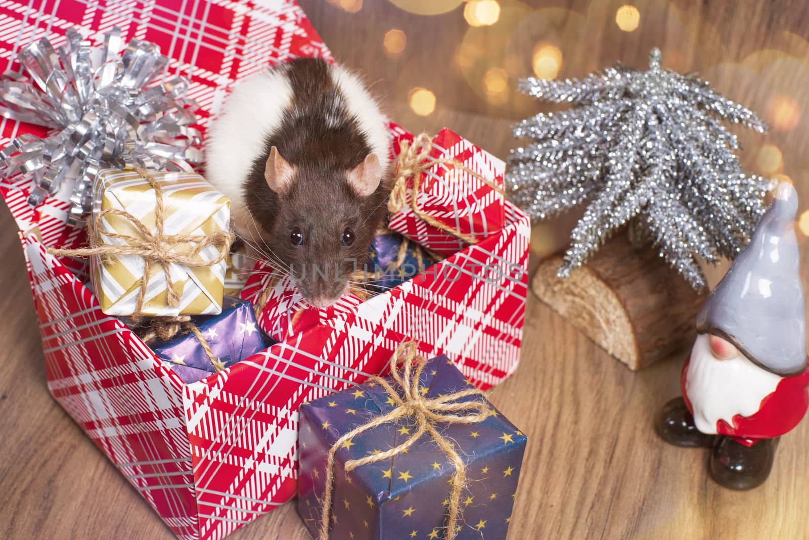 Rat is a symbol of the new year.Gray rat looks at gift boxes.Funny little rat in a gift box. Symbol of the year 2020. by nkooume