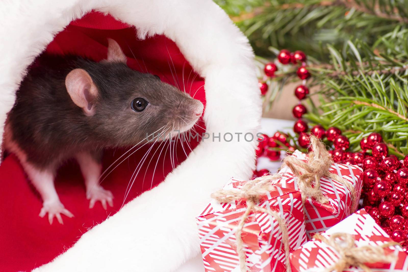 Close up of cute rat looks out of red christmas hat. Rat is symbol 2020 New Year. New Year concept.Cute rat is sitting in a Christmas hat next to gifts and New Year decorations and presents.