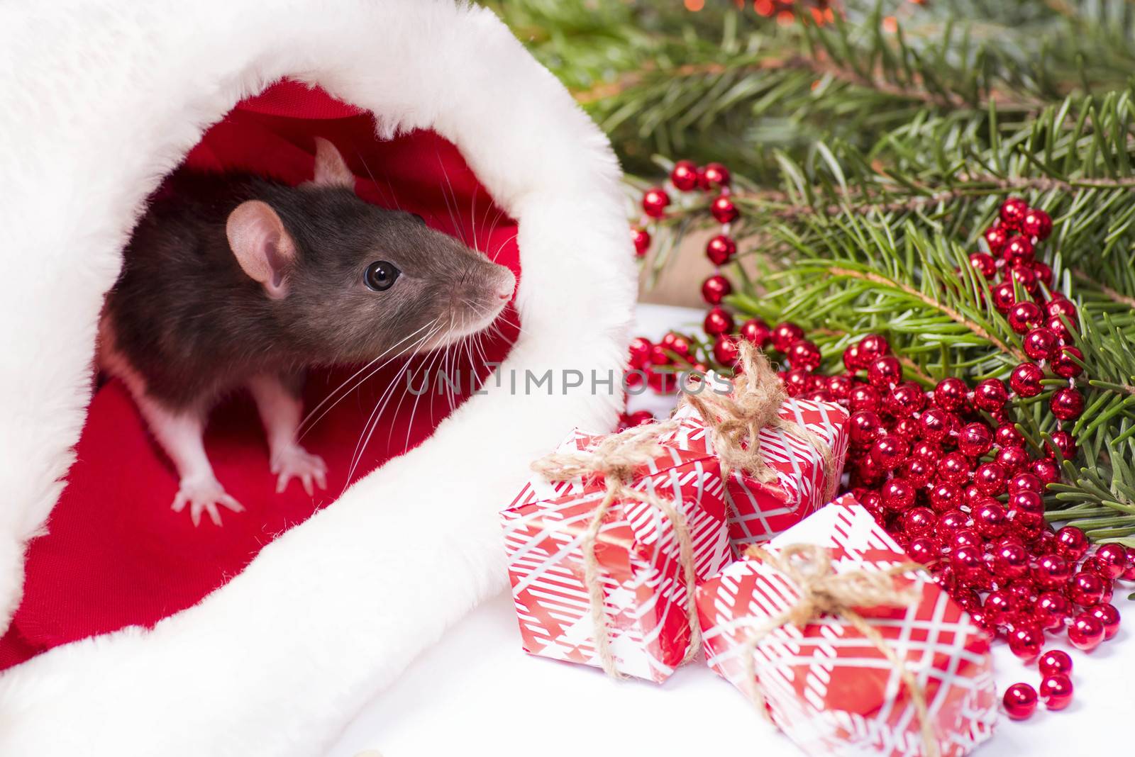 Christmas grey and white rat - a symbol of the new year 2020 sits and hides in the red hat of Santa Claus