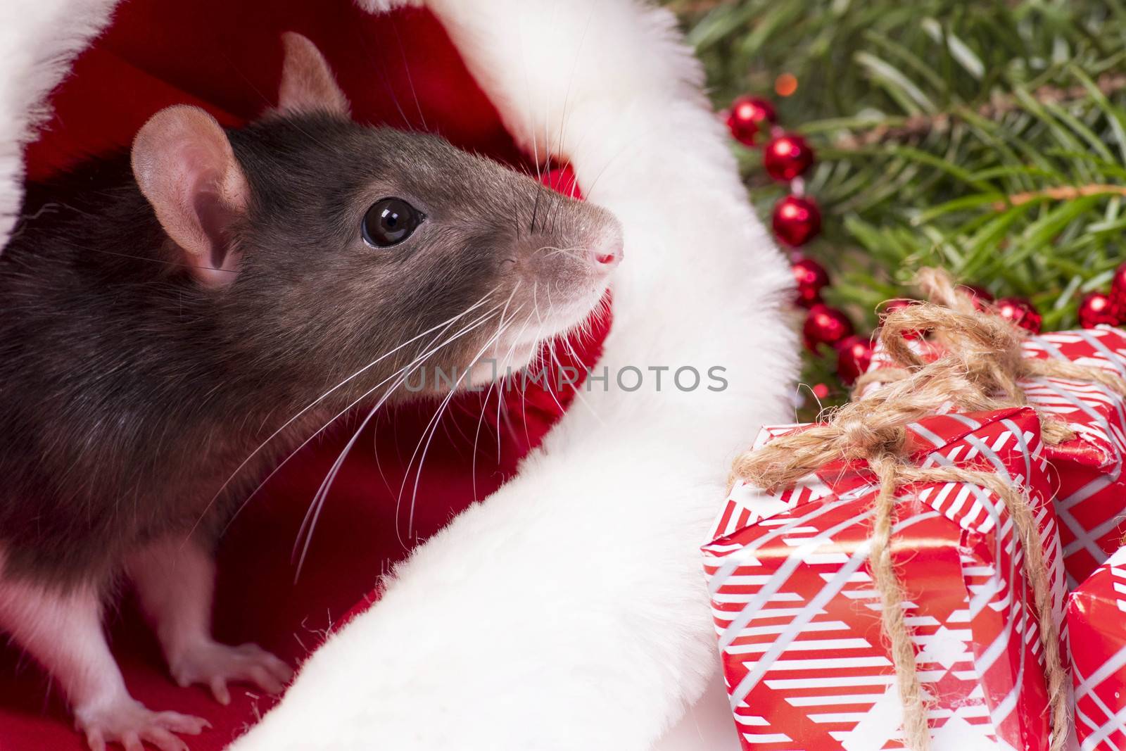 Christmas grey and white rat - a symbol of the new year 2020 sits and hides in the red hat of Santa Claus