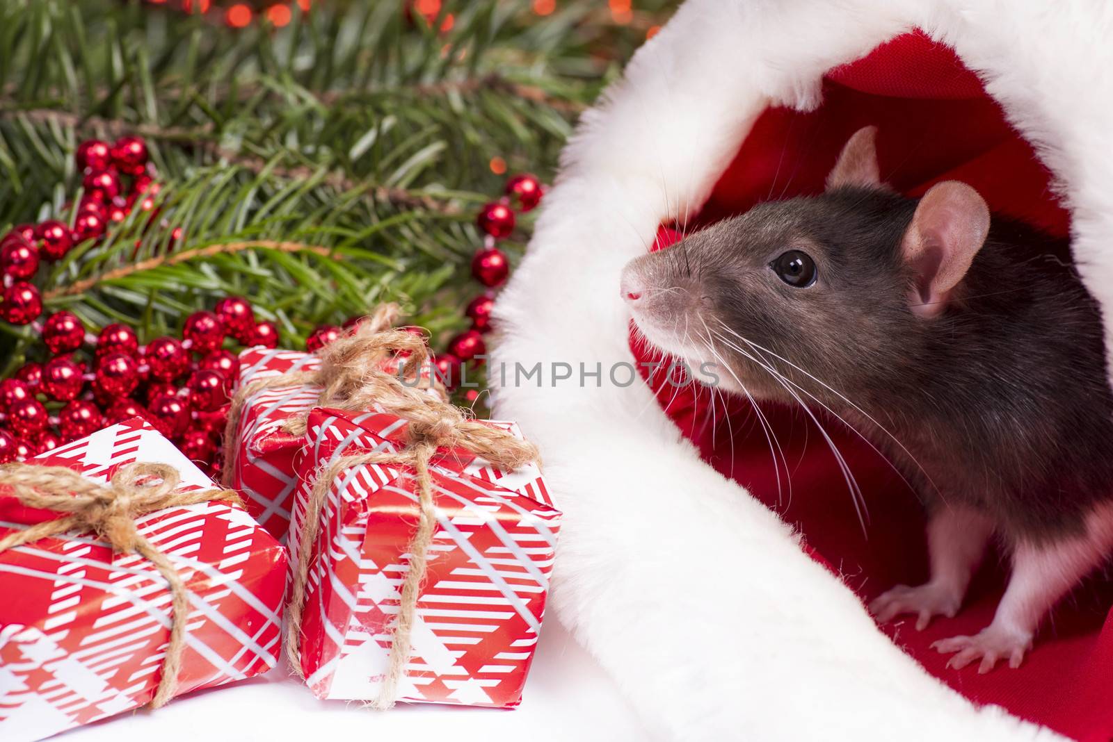 Christmas grey and white rat - a symbol of the new year 2020 sits and hides in the red hat of Santa Claus