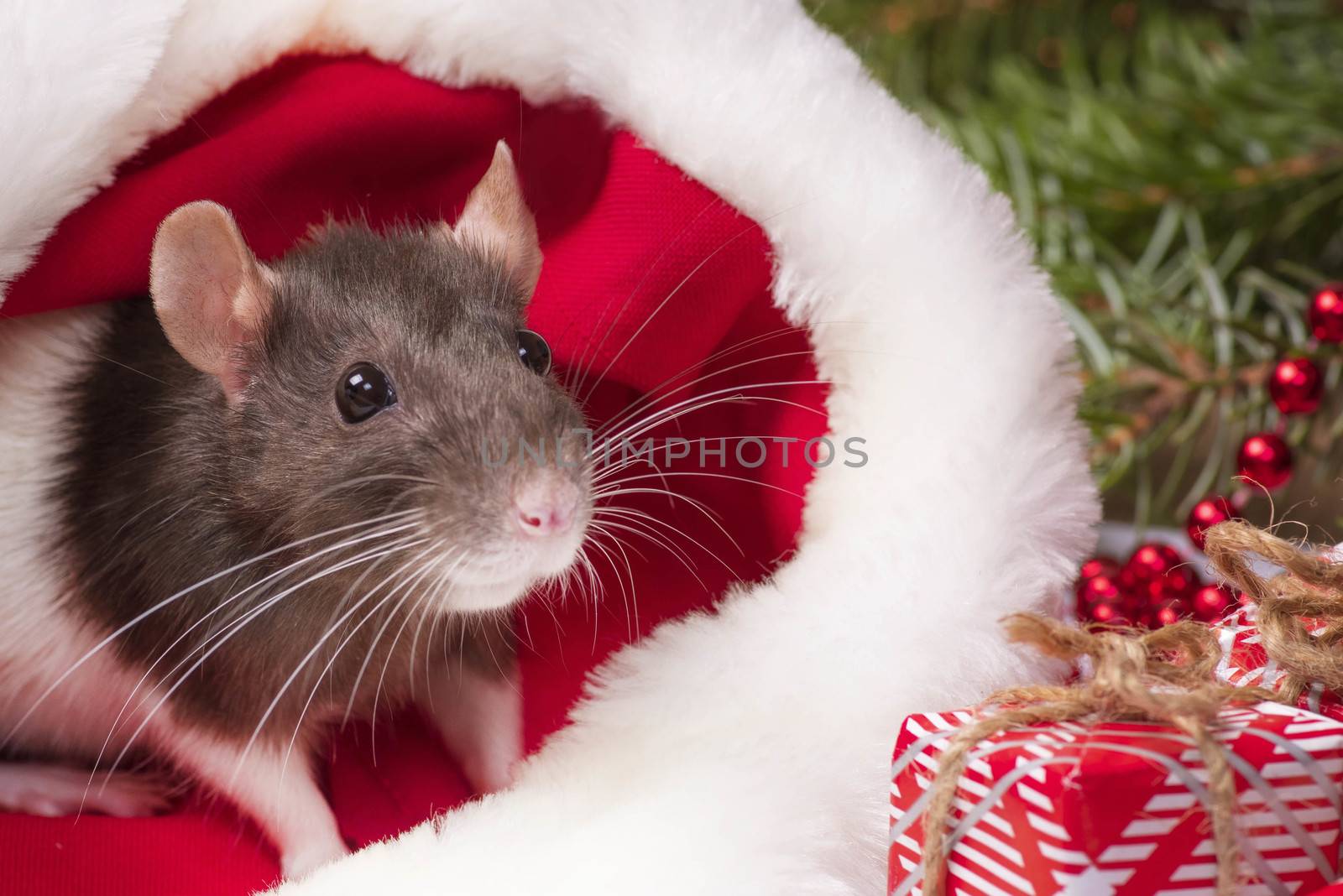 A cute rat is sitting in Santa's hat next to her are boxes with gifts and New Year decorations. Year of the cute rat. Rat closeup. Photo for the calendar.Cute white domestic rat in a New Year's decor.